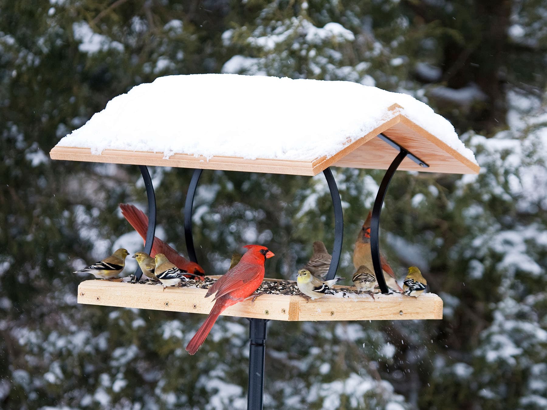 Flock of cardinals