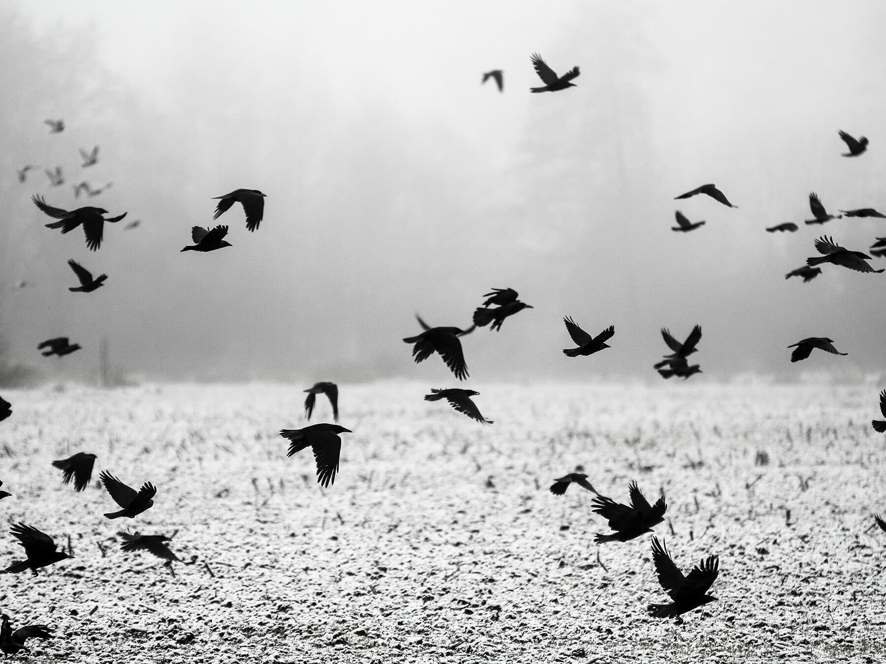 Flock of crows