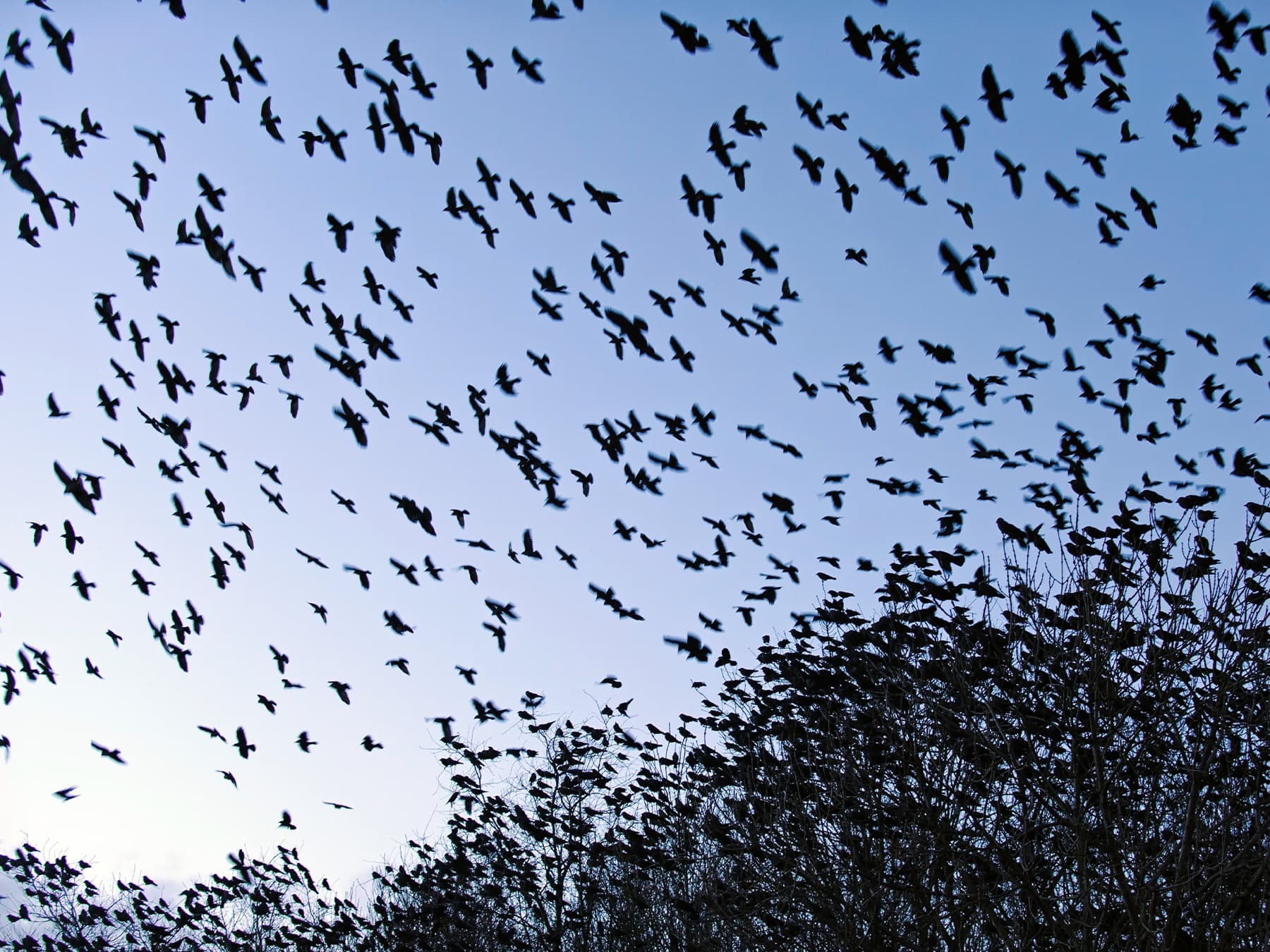 Flock of Jackdaws in-flight and roosting in the trees