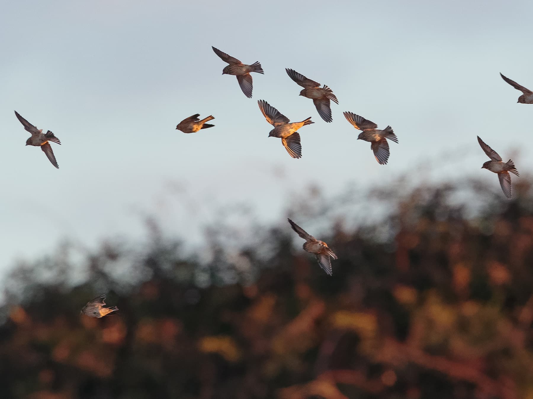 Flock of Linnets in-flight