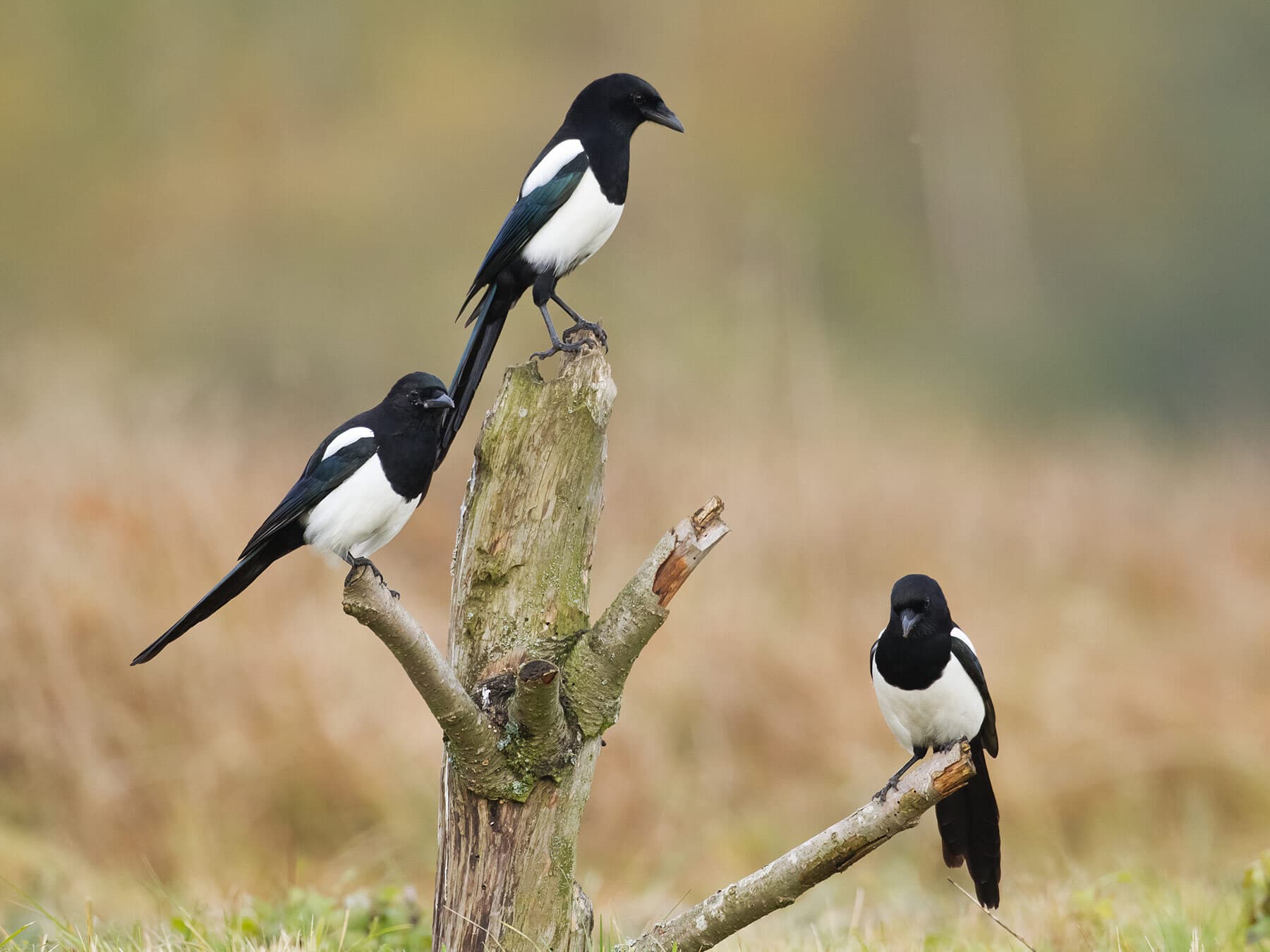 Flock of magpies