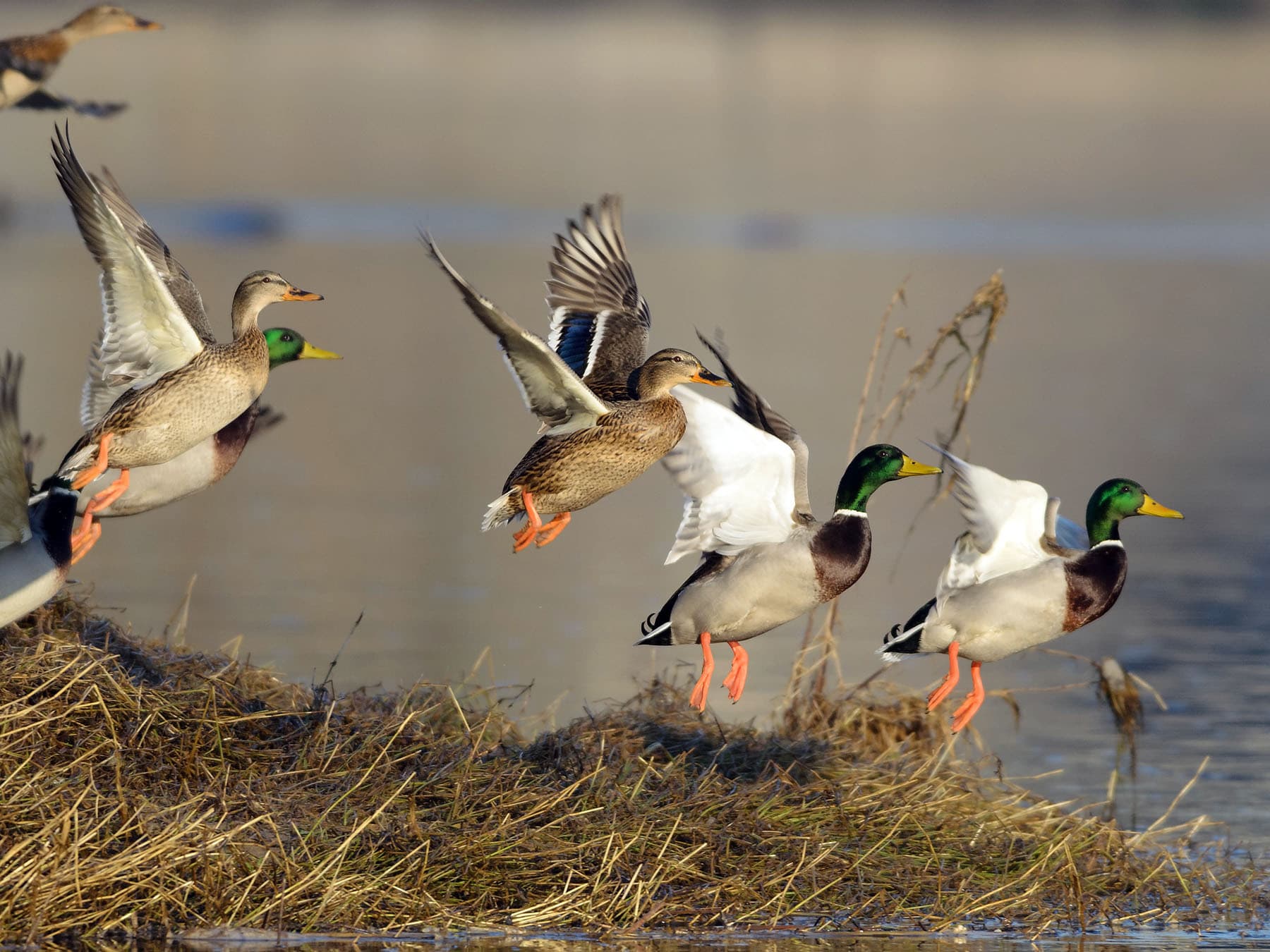 Flock of mallard ducks taking off
