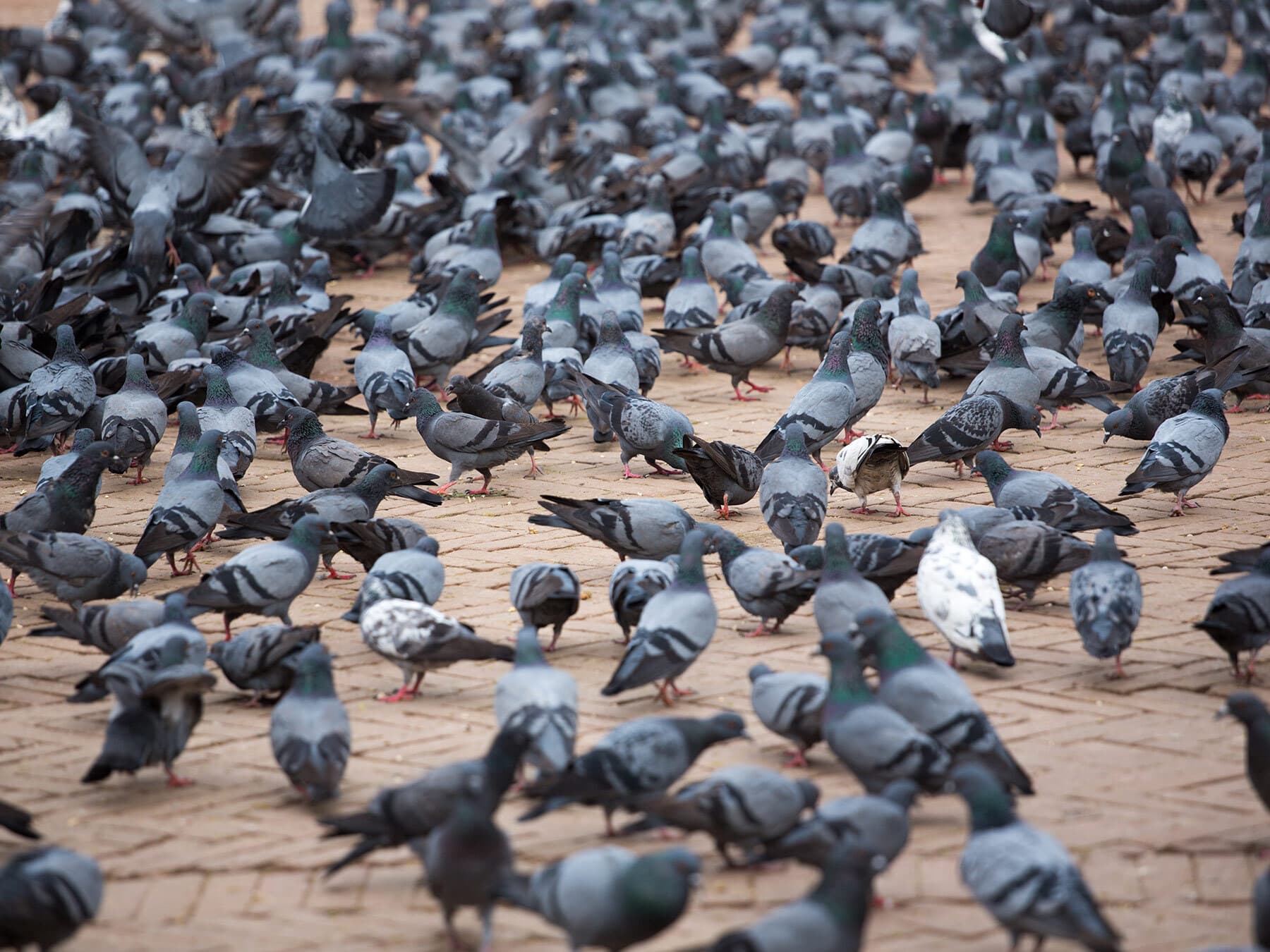 Flock of pigeons