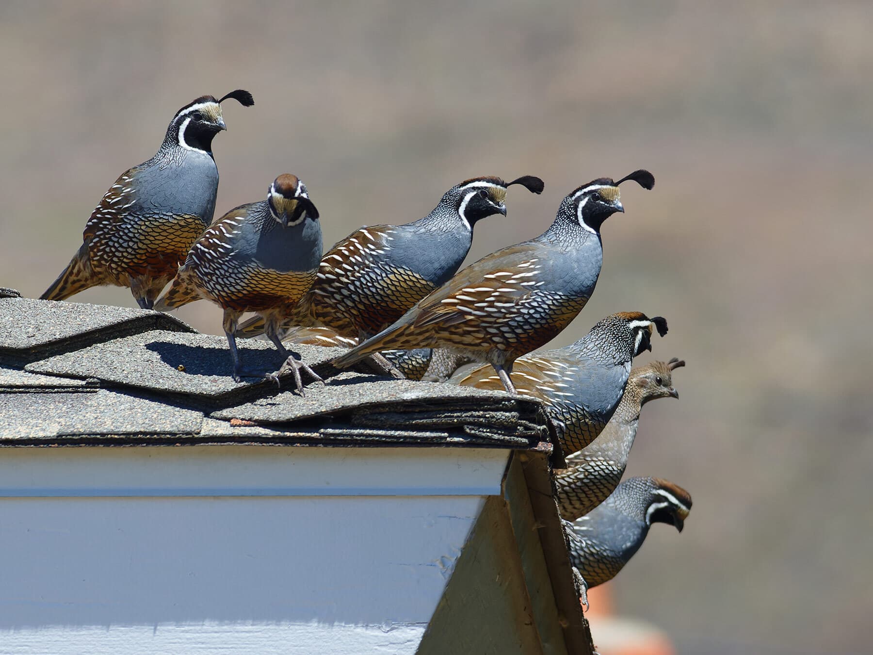 Flock of quails