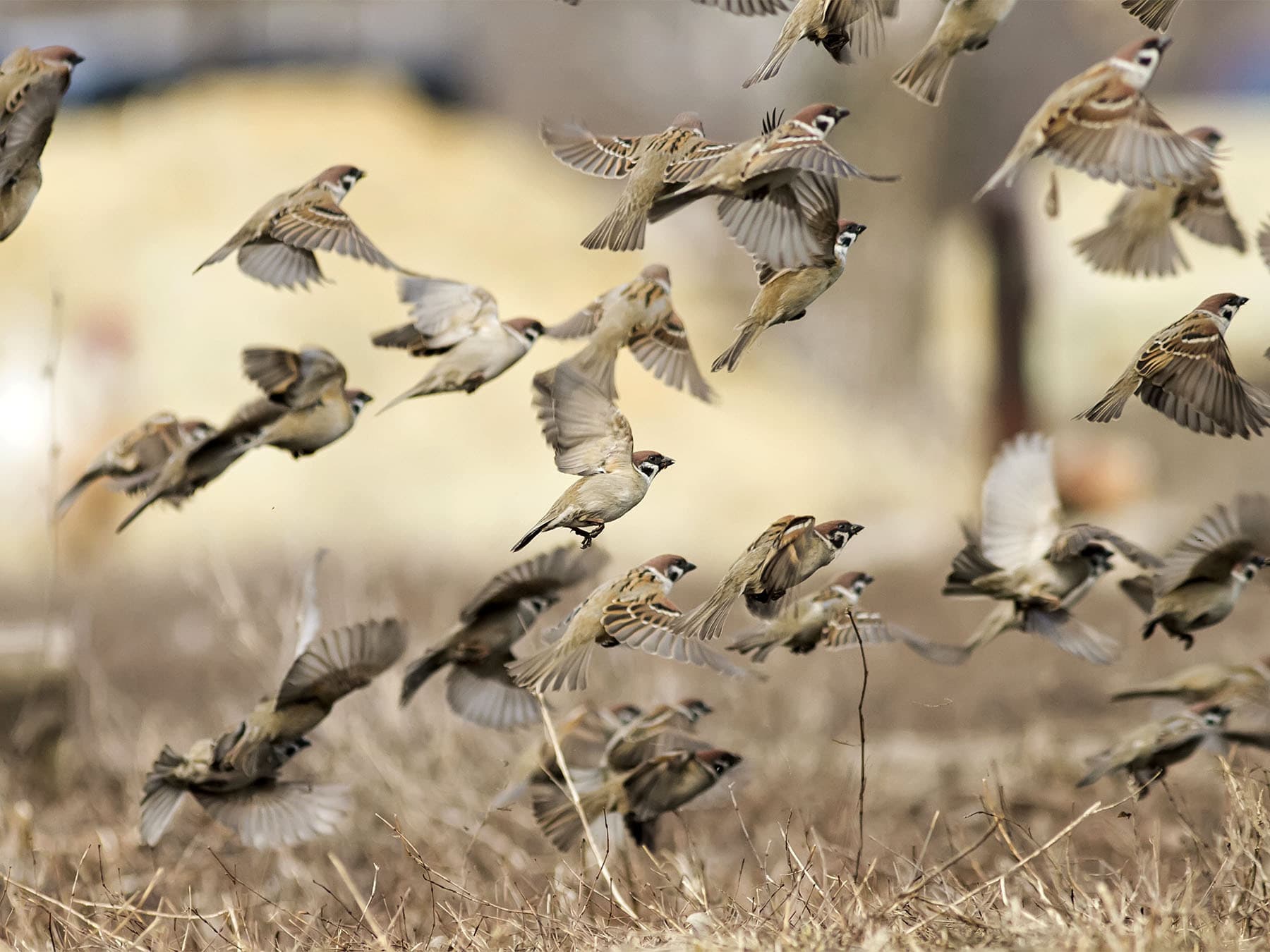 Flock of sparrows taking off