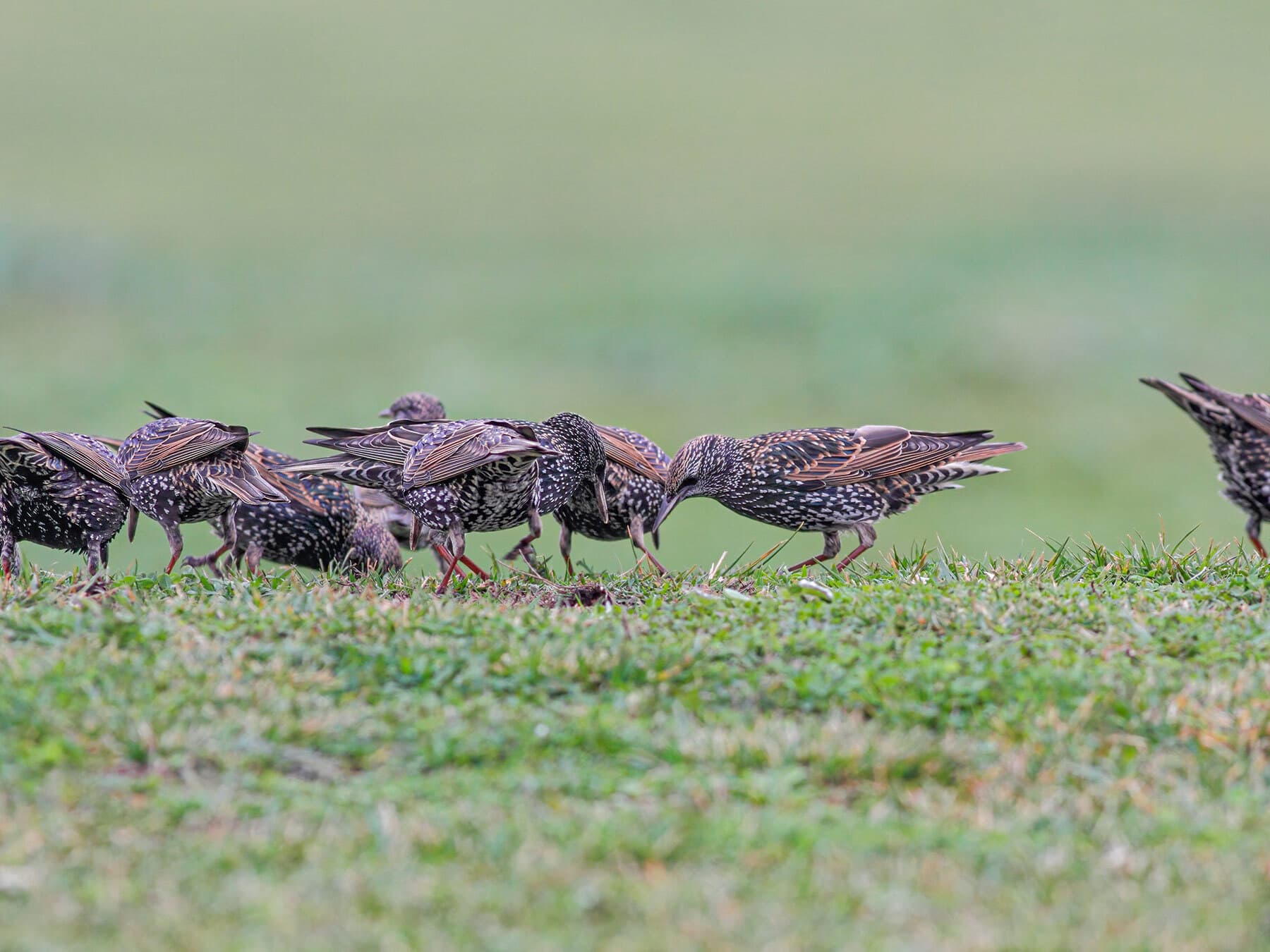 Flock of starlings