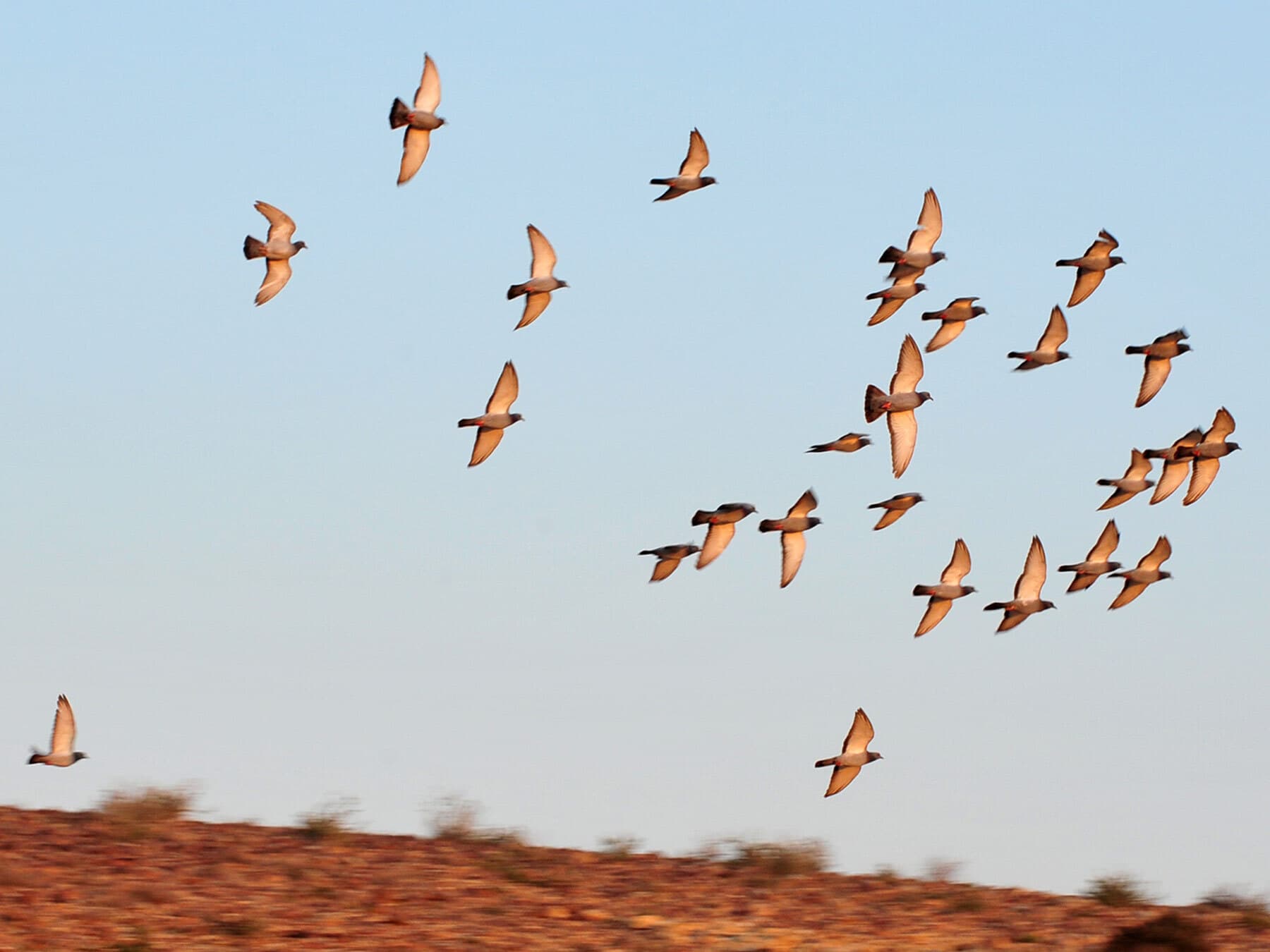 Flock of turtle doves