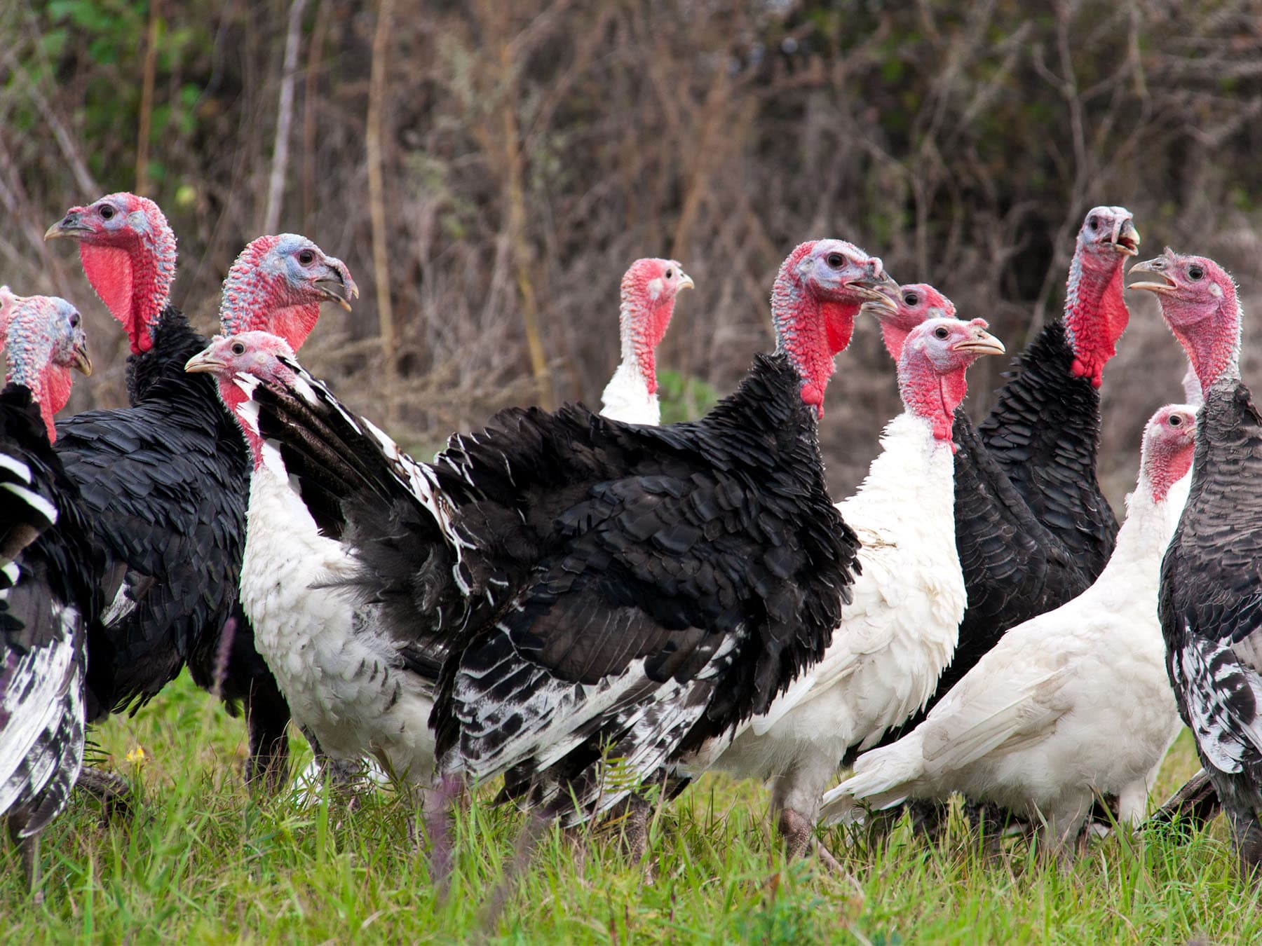 Flock of wild turkeys foraging in grass field