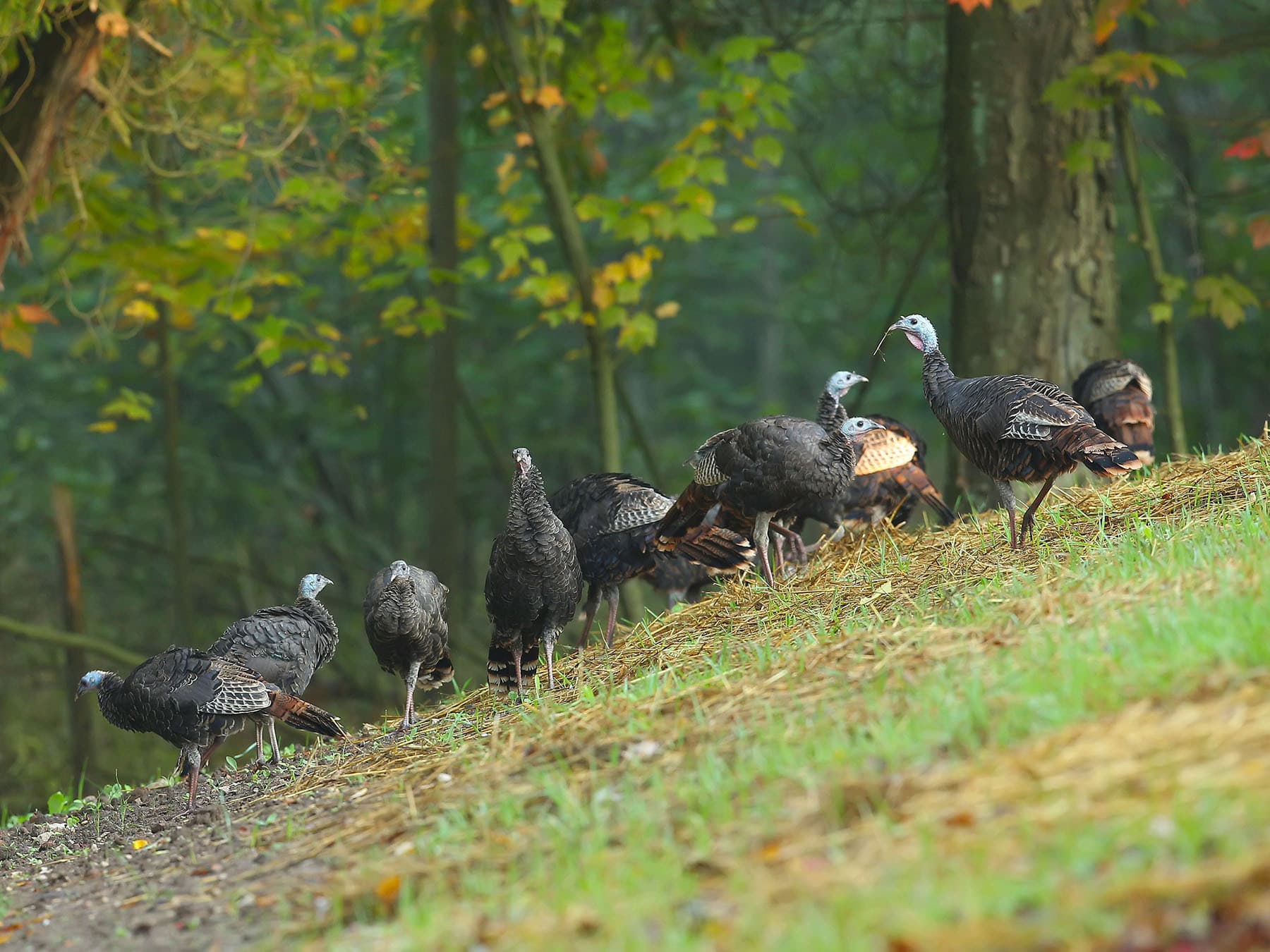 Flock of wild turkeys