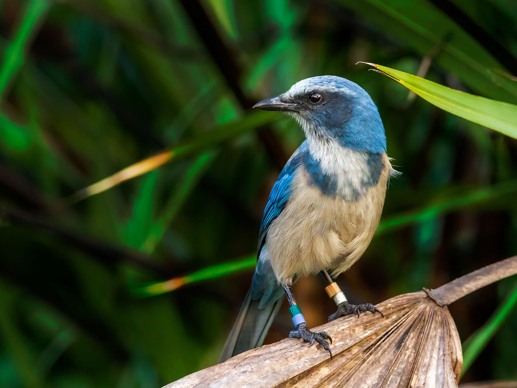 Florida scrub jay perched on palm frond