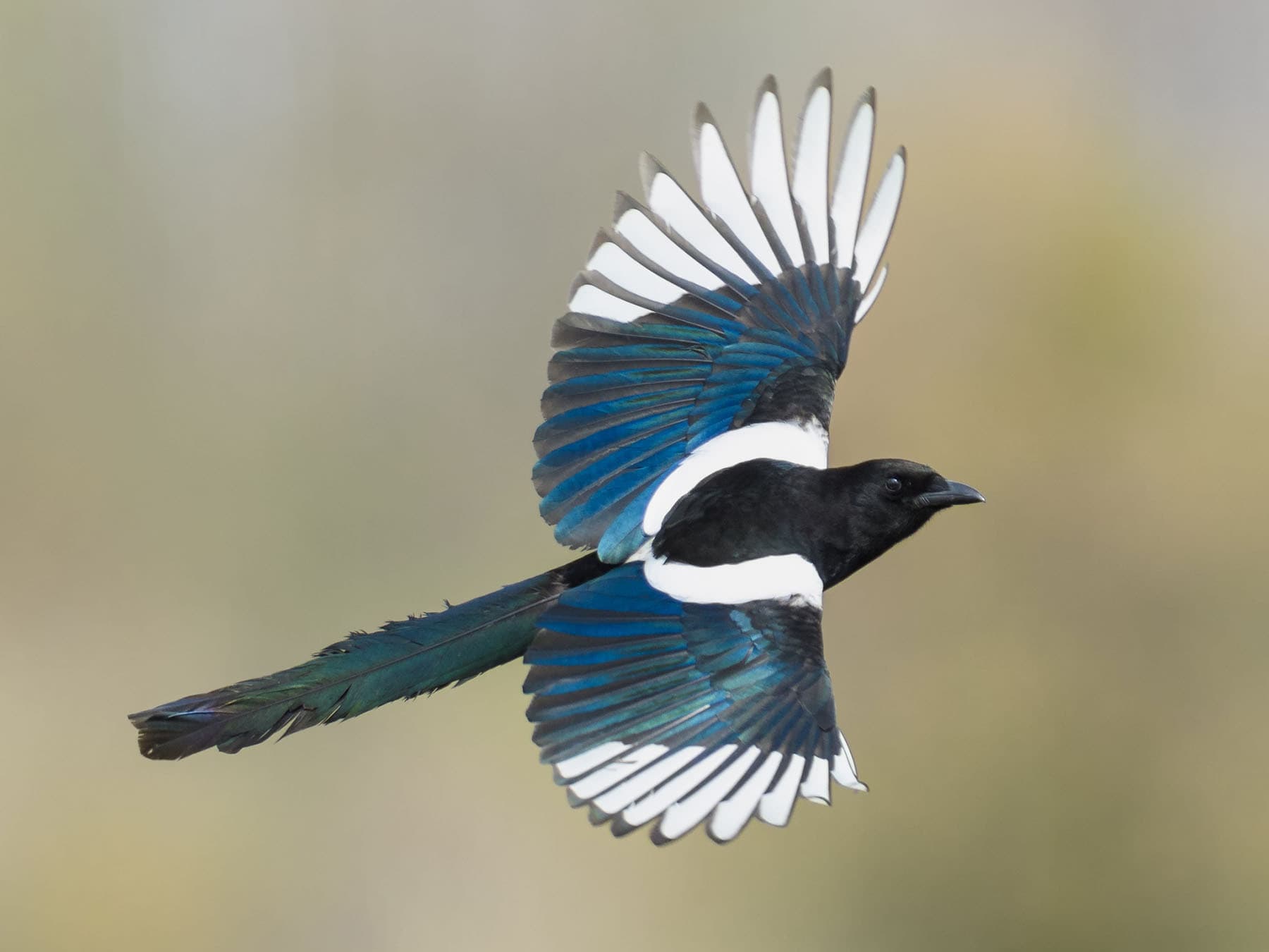 In flight the white inner webs of the outer wing feathers show as a broad white band
