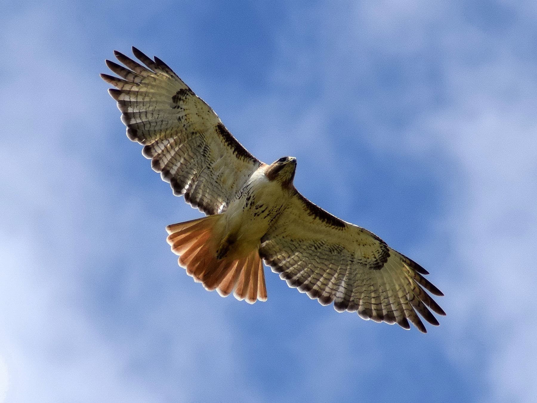 Flying red tailed hawk
