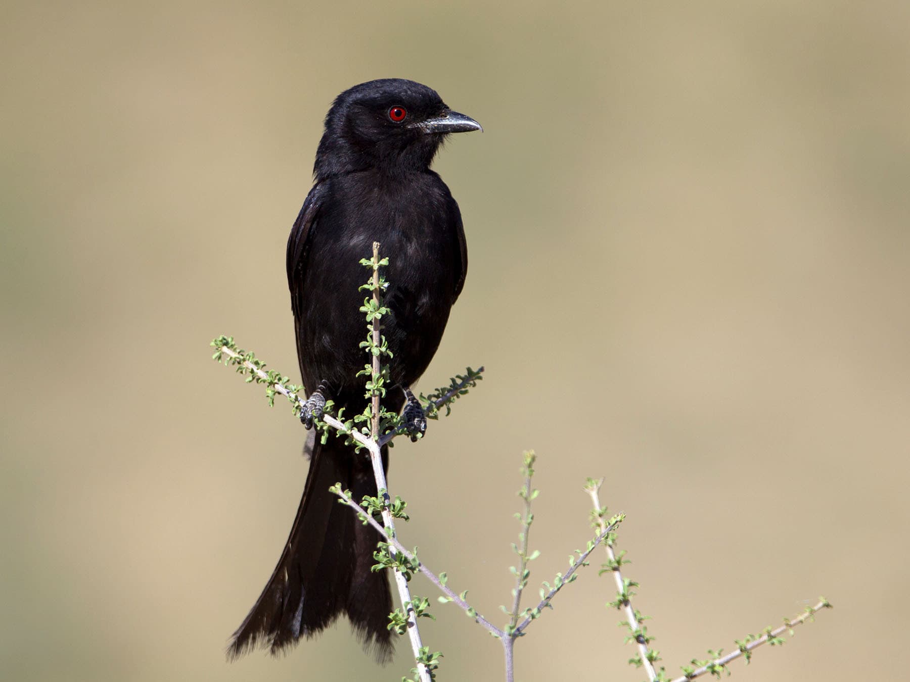 Fork-tailed Drongo perching on branch