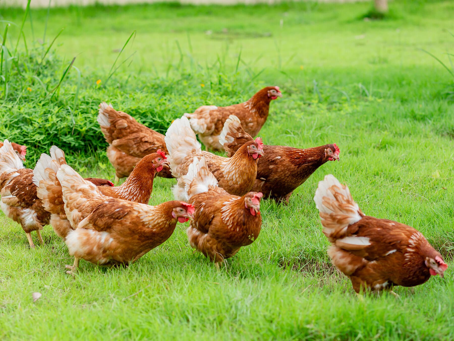 Free range hens foraging