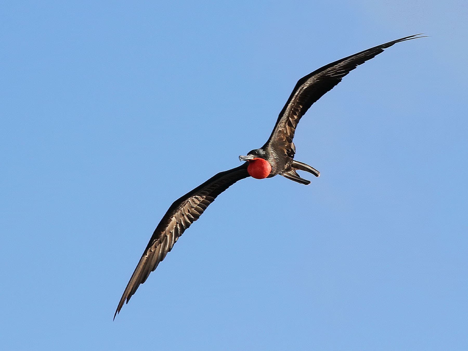 Frigatebird in flight