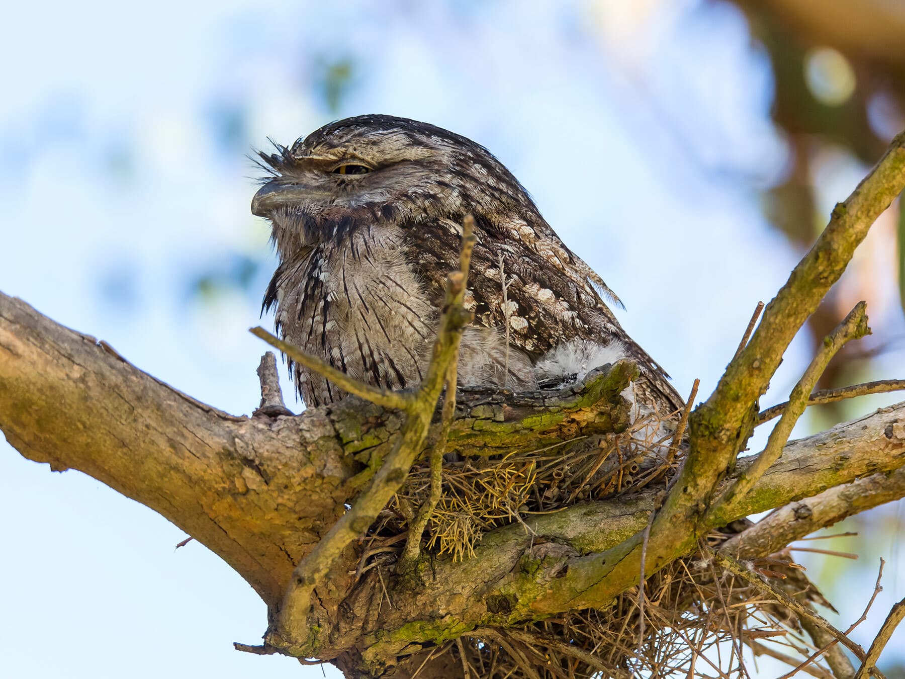Frogmouth nesting