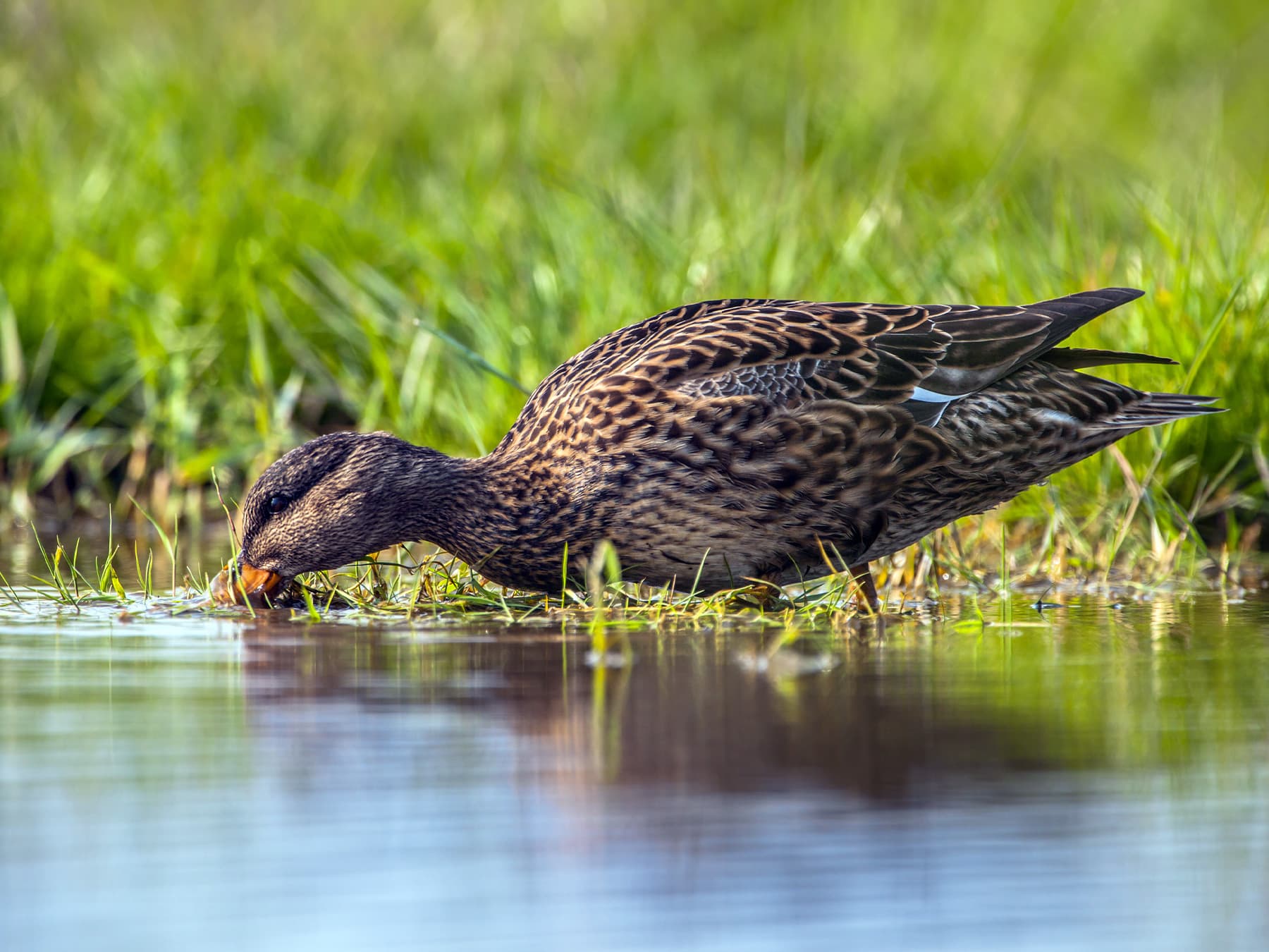 Gadwall feeding on water vegetation in wetland nature reserve