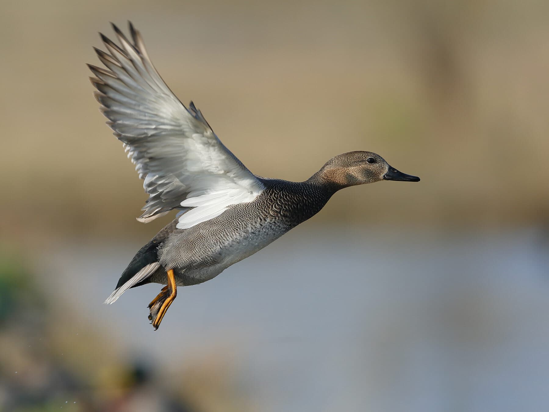 Gadwall in flight