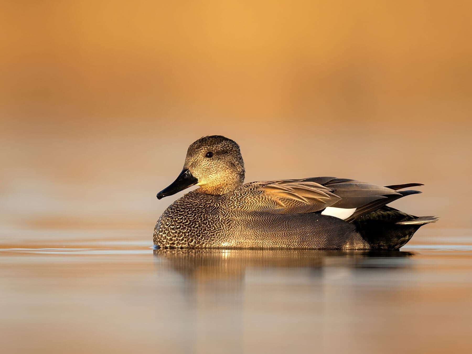Gadwall