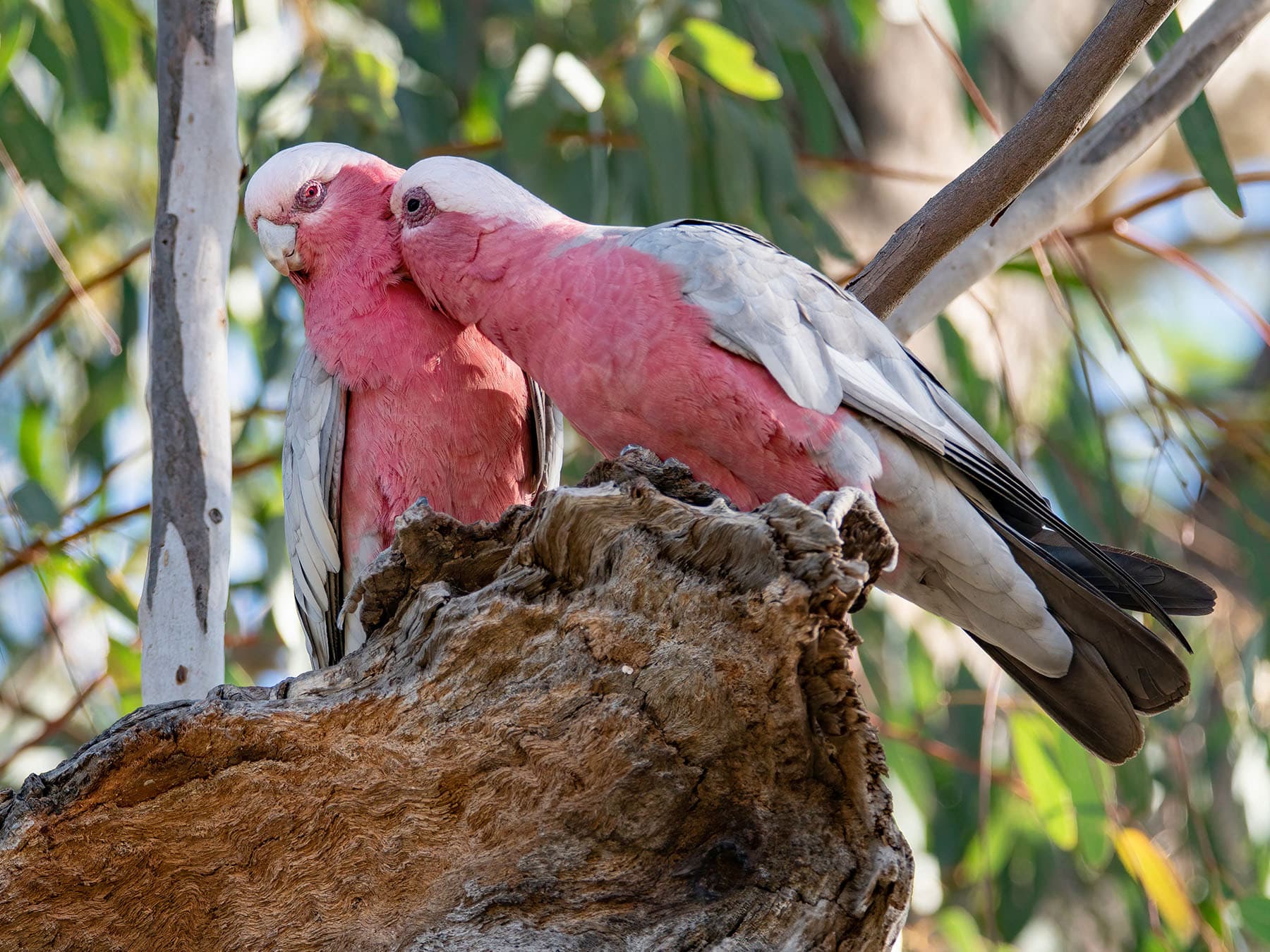Galah breeding pair