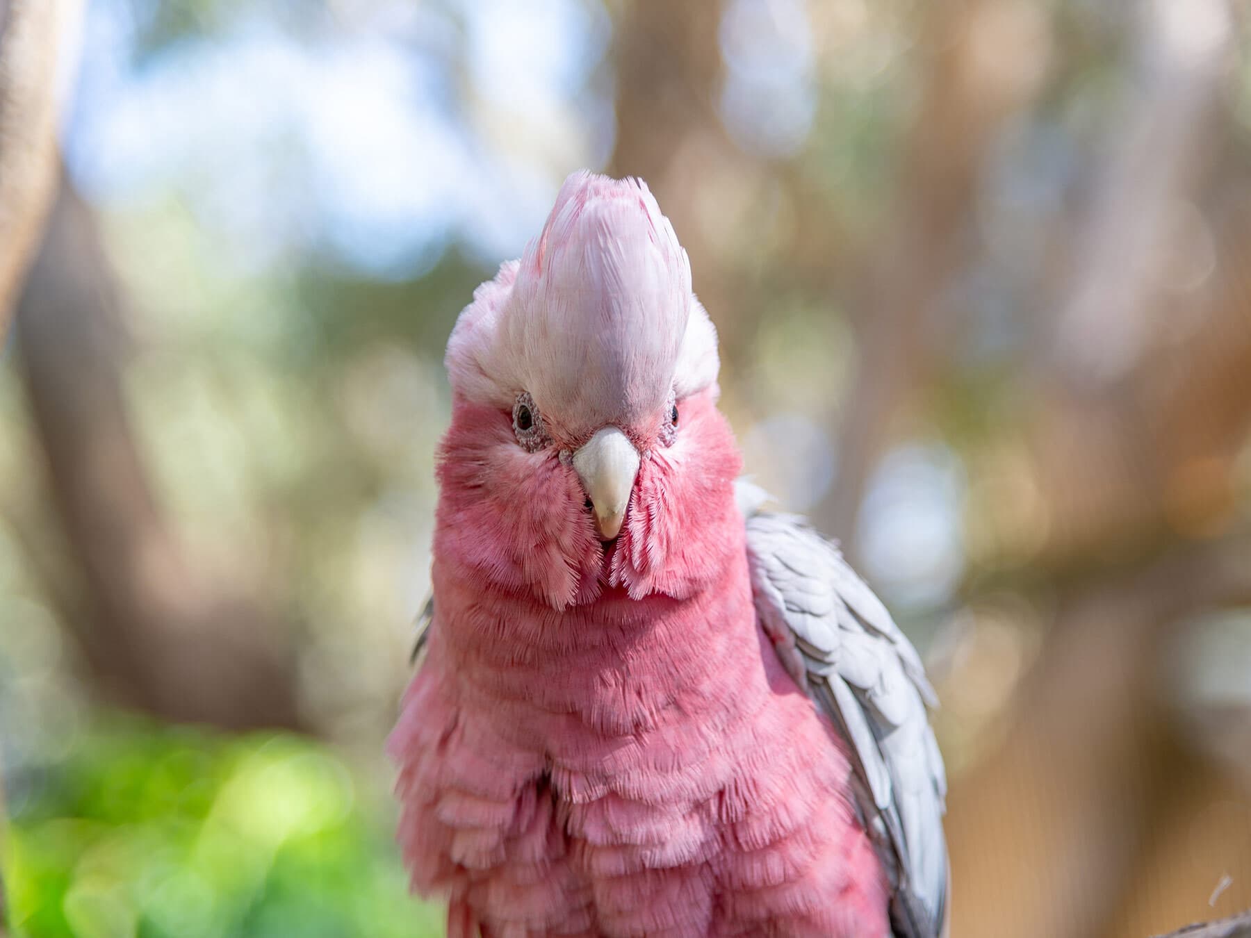 Galah cockatoo