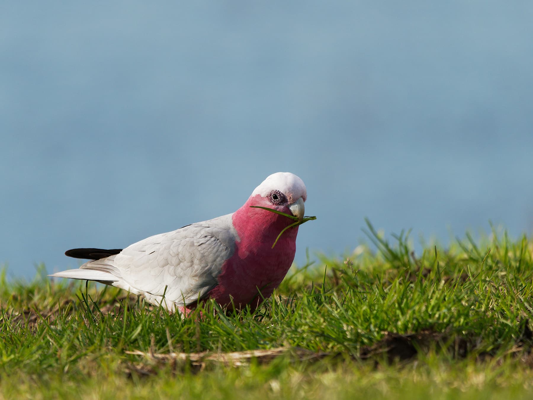 Galah feeding on grass