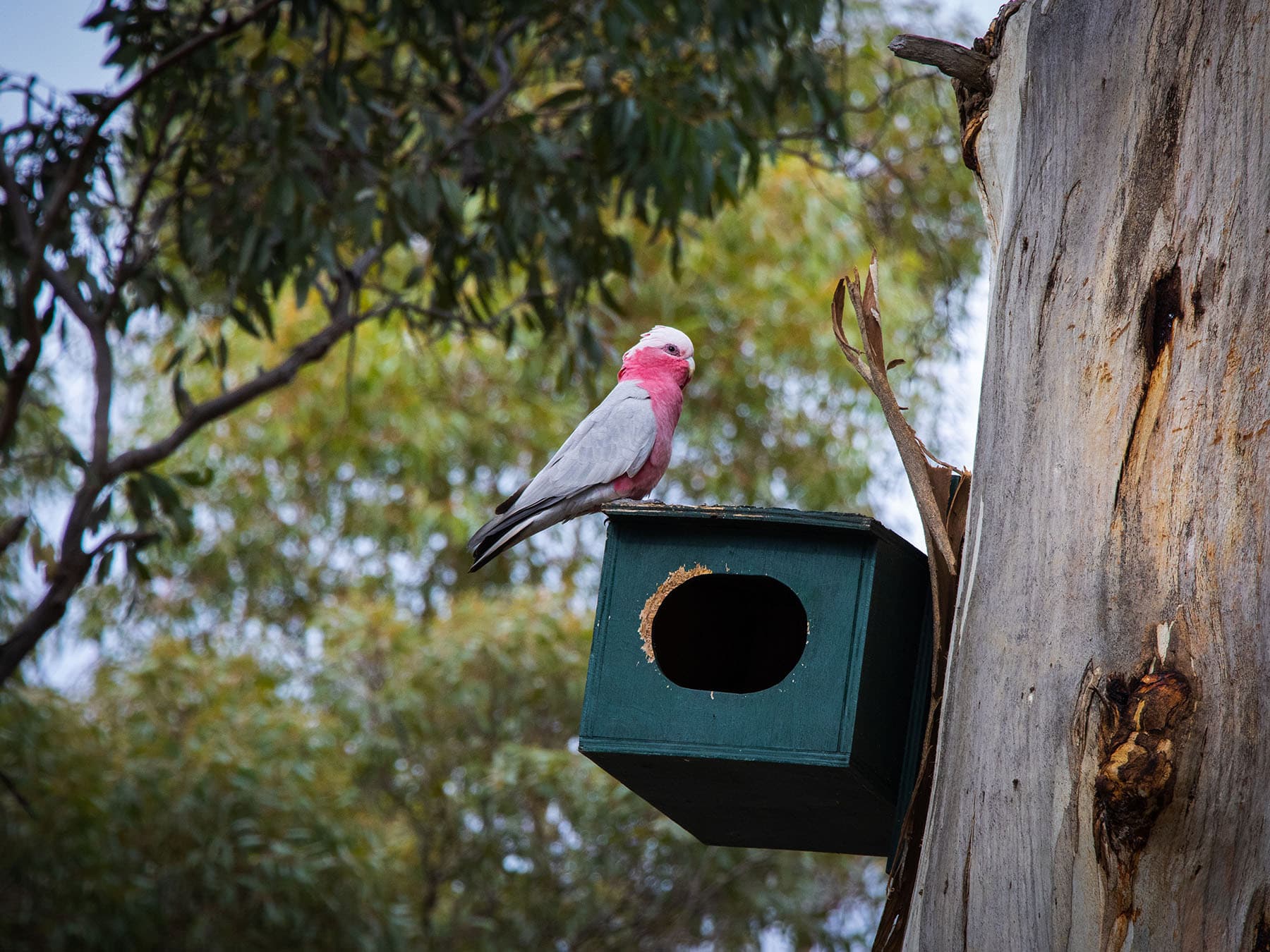 Galah nest box
