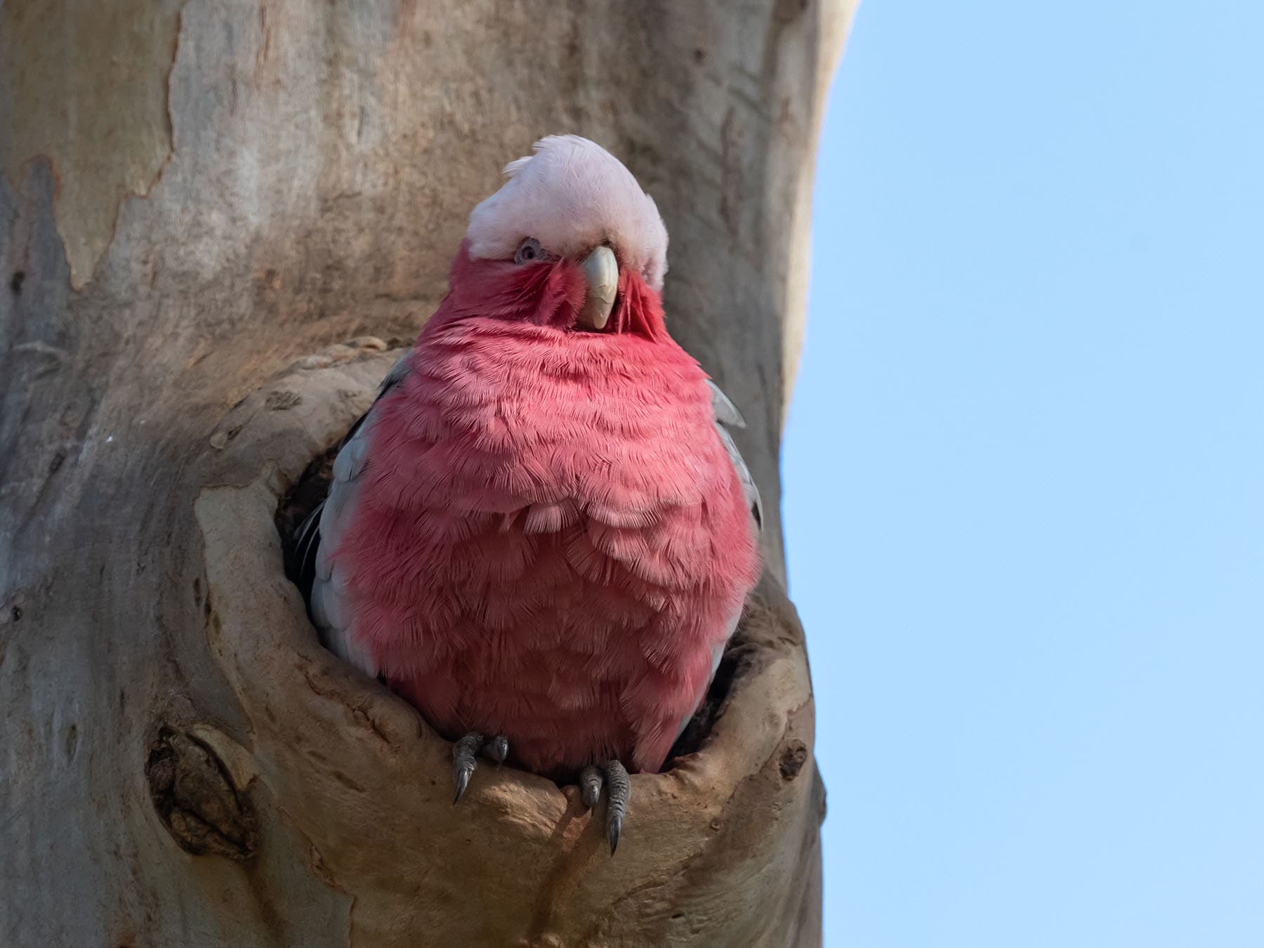 Galah nest