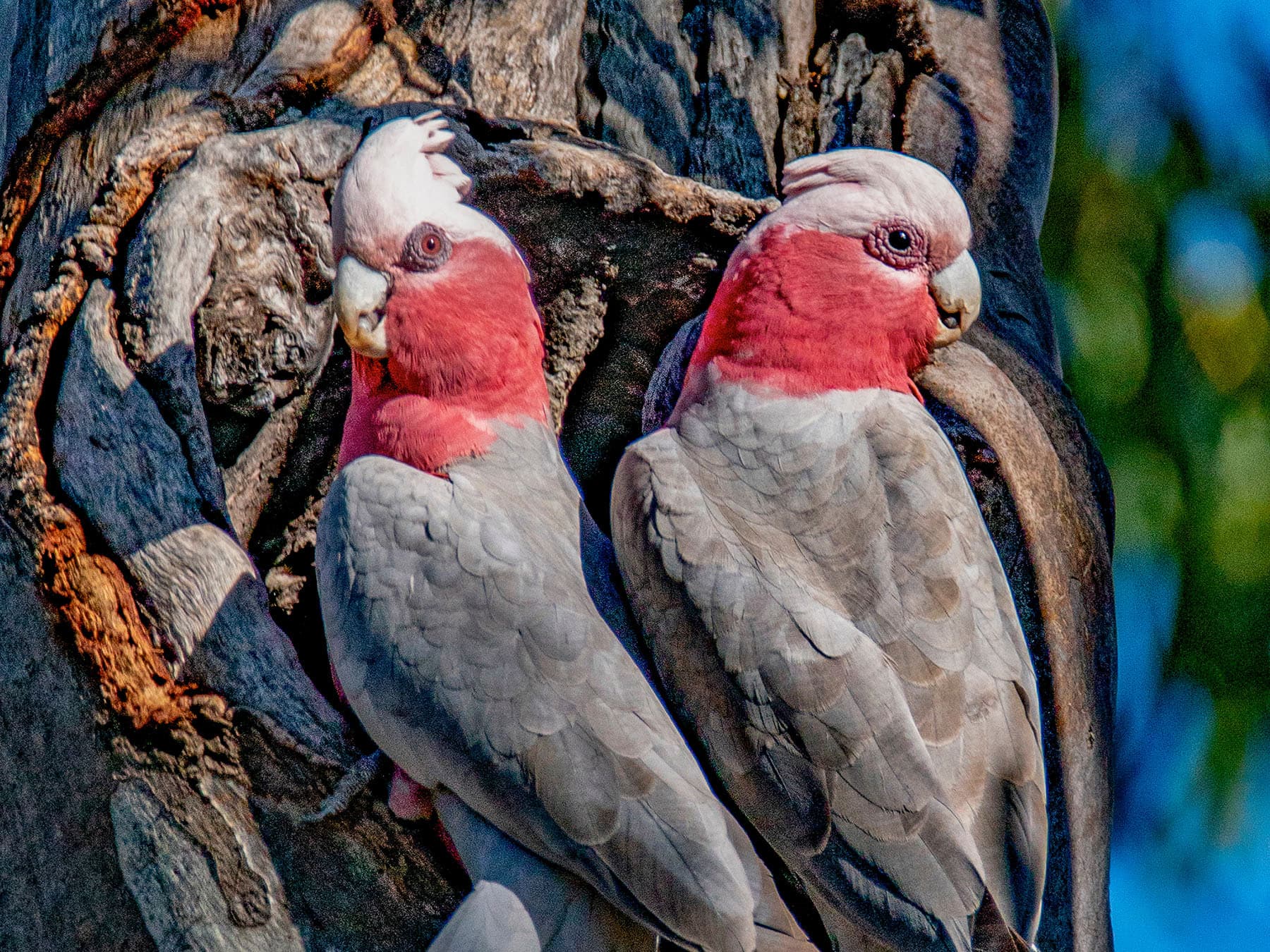 Galah pair inspecting hollow
