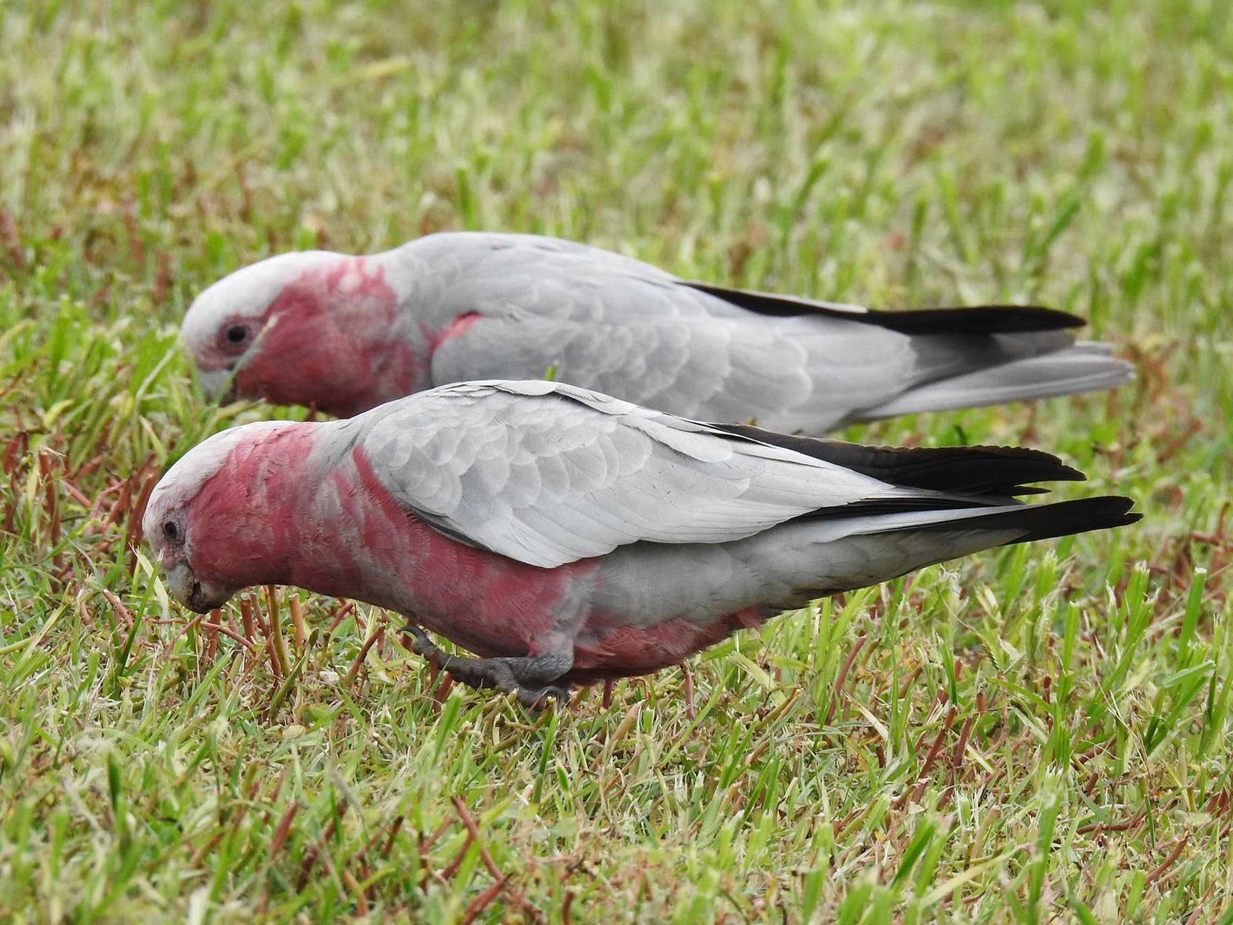 Galahs foraging