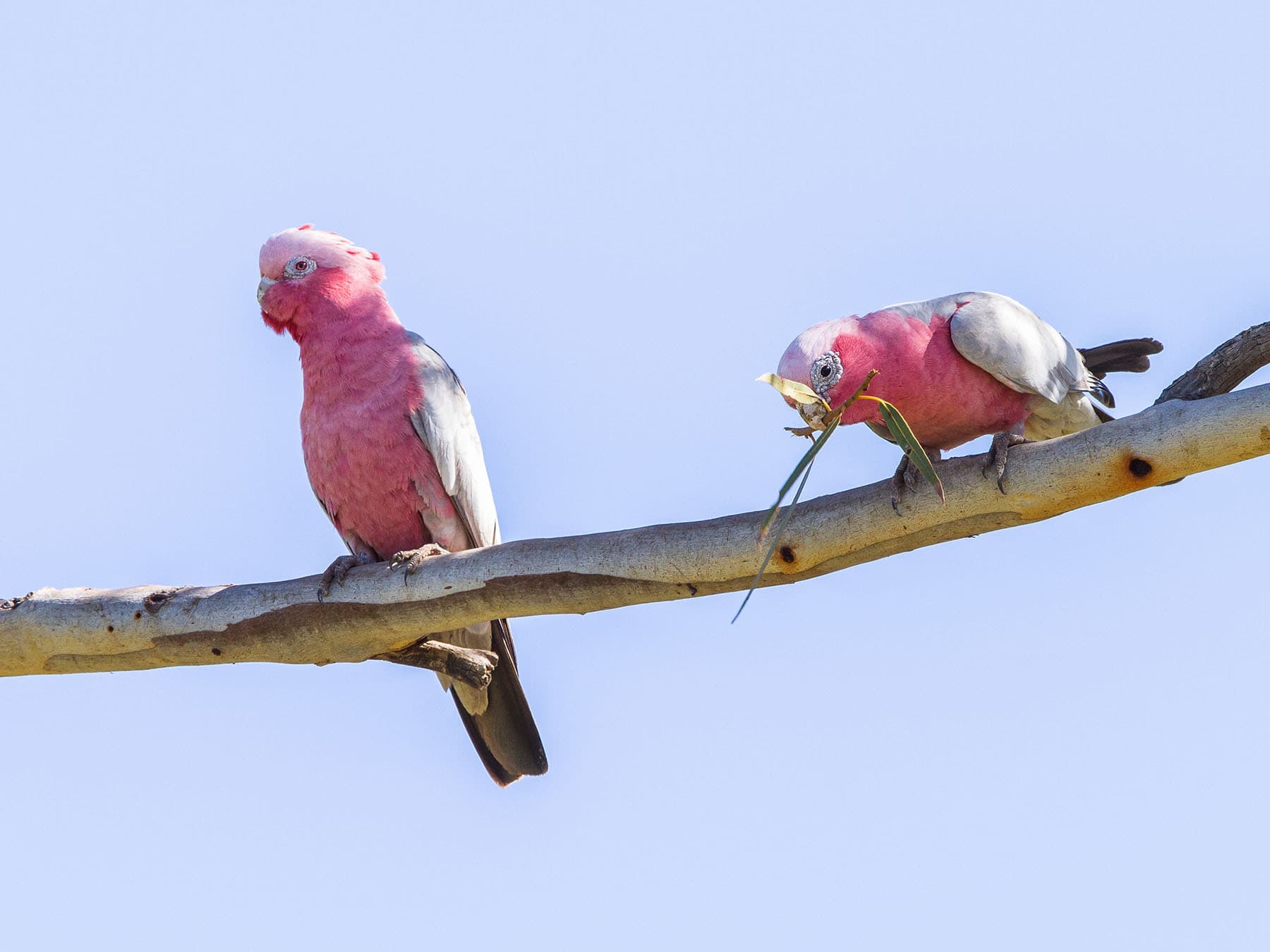 Galahs nesting material