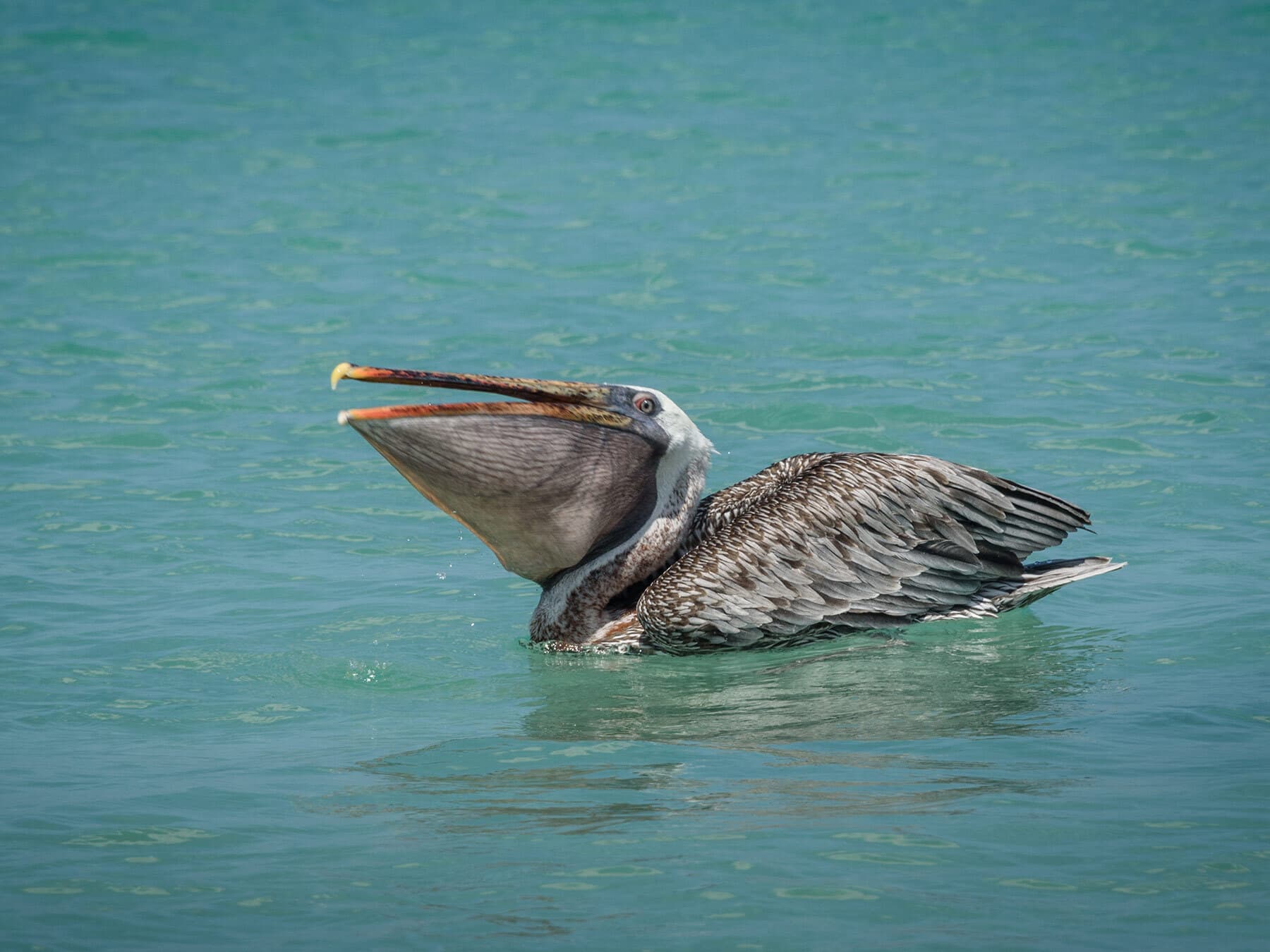 Galapagos pelican with full mouth