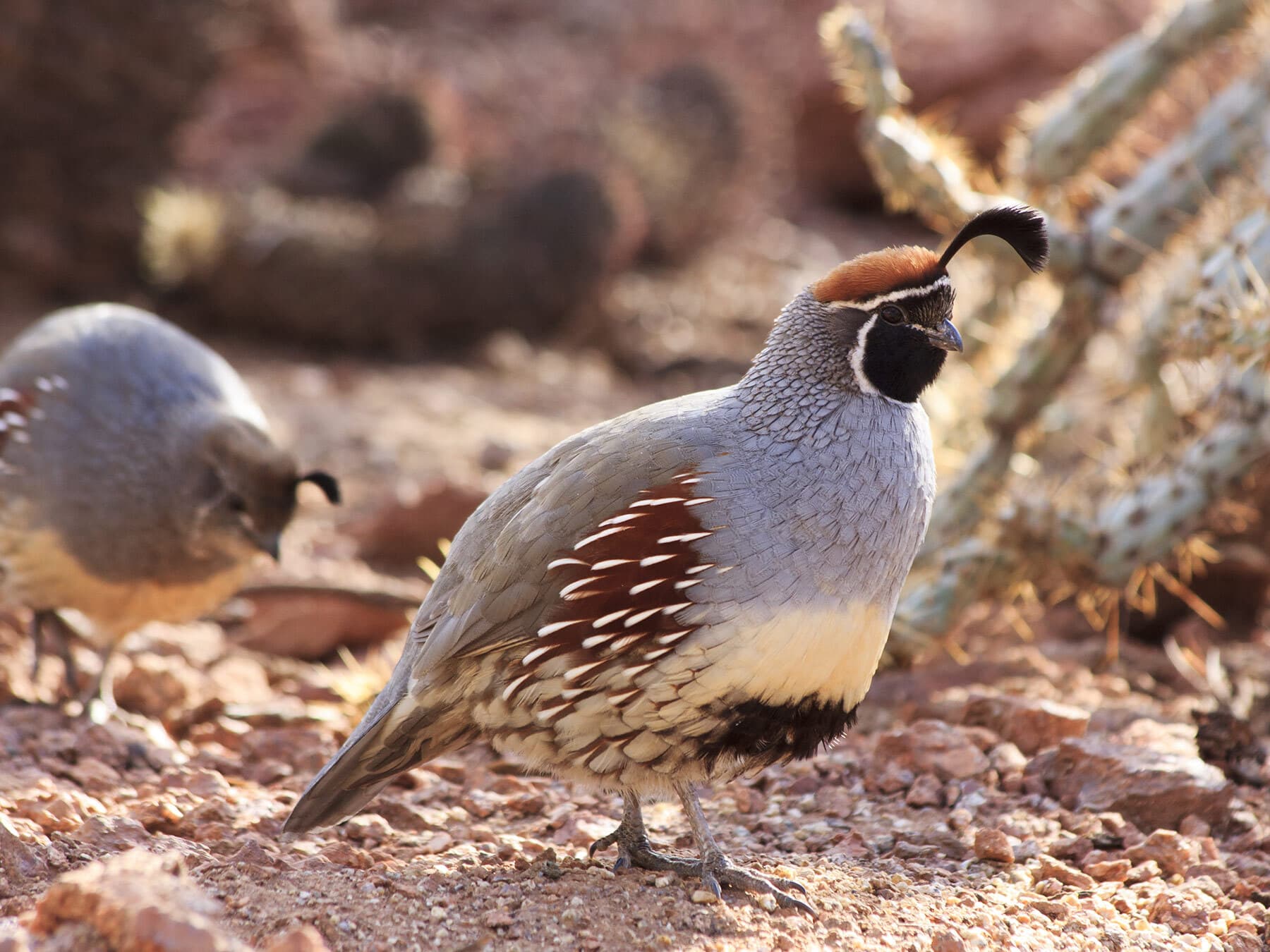 Gambels quail foraging