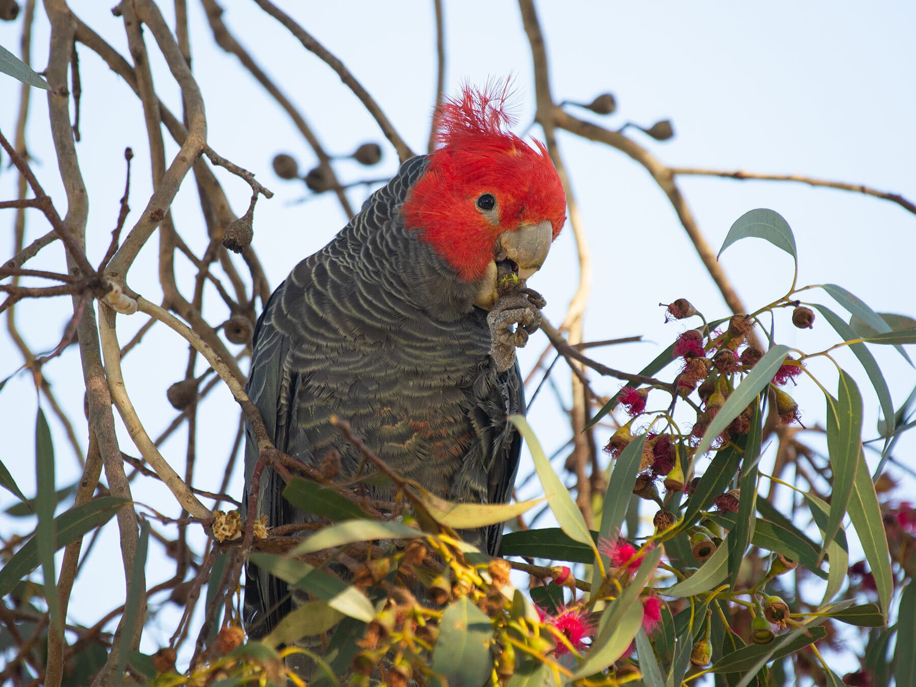 Gang gang cockatoo