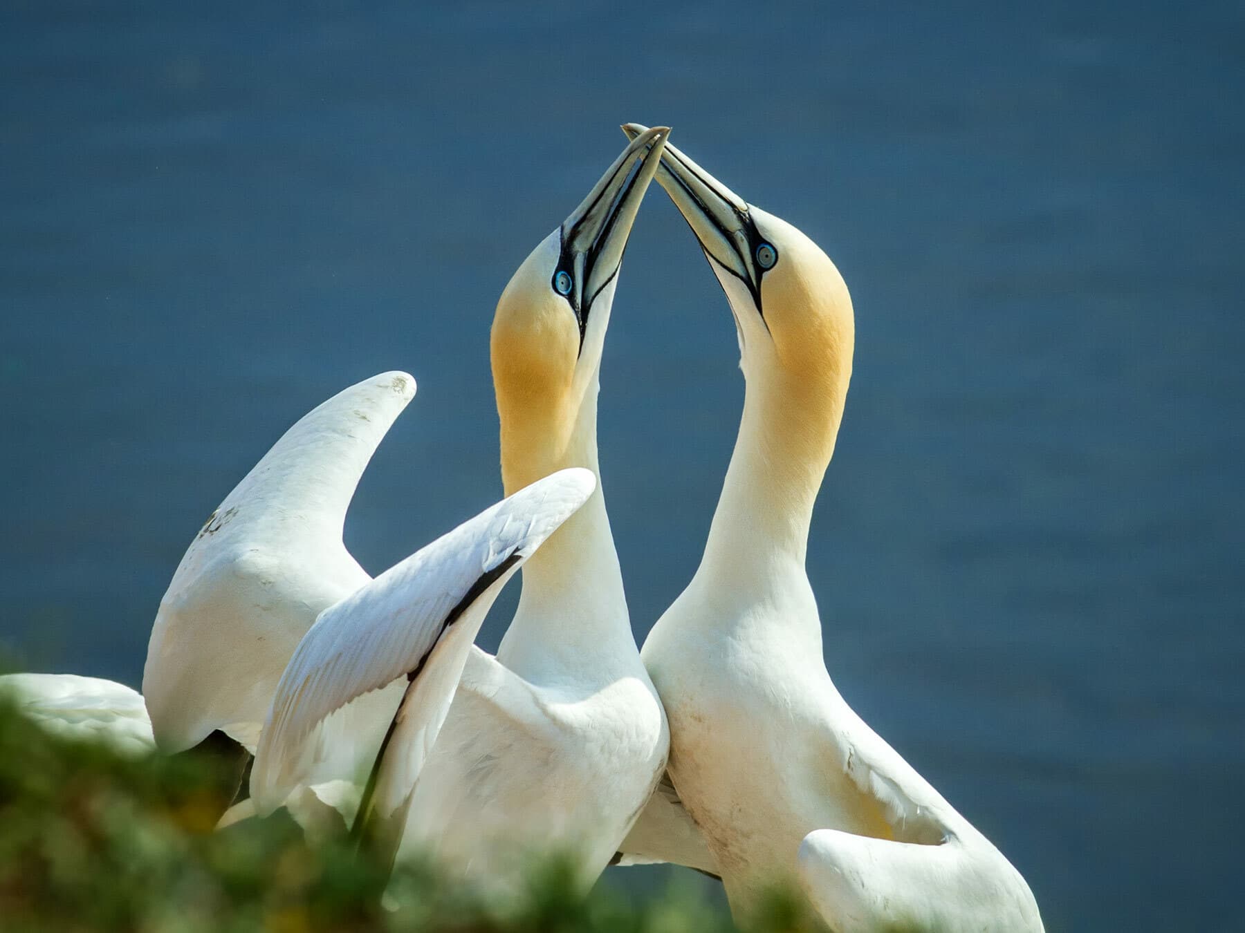 Gannets & Boobies
