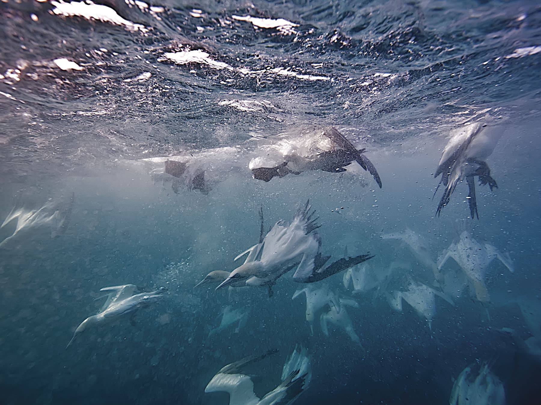 Gannets diving under water