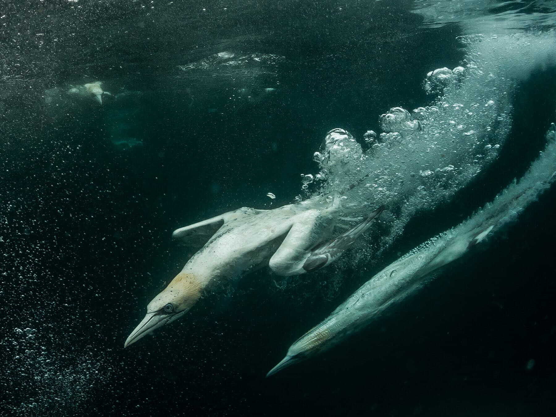 Gannets holding breath