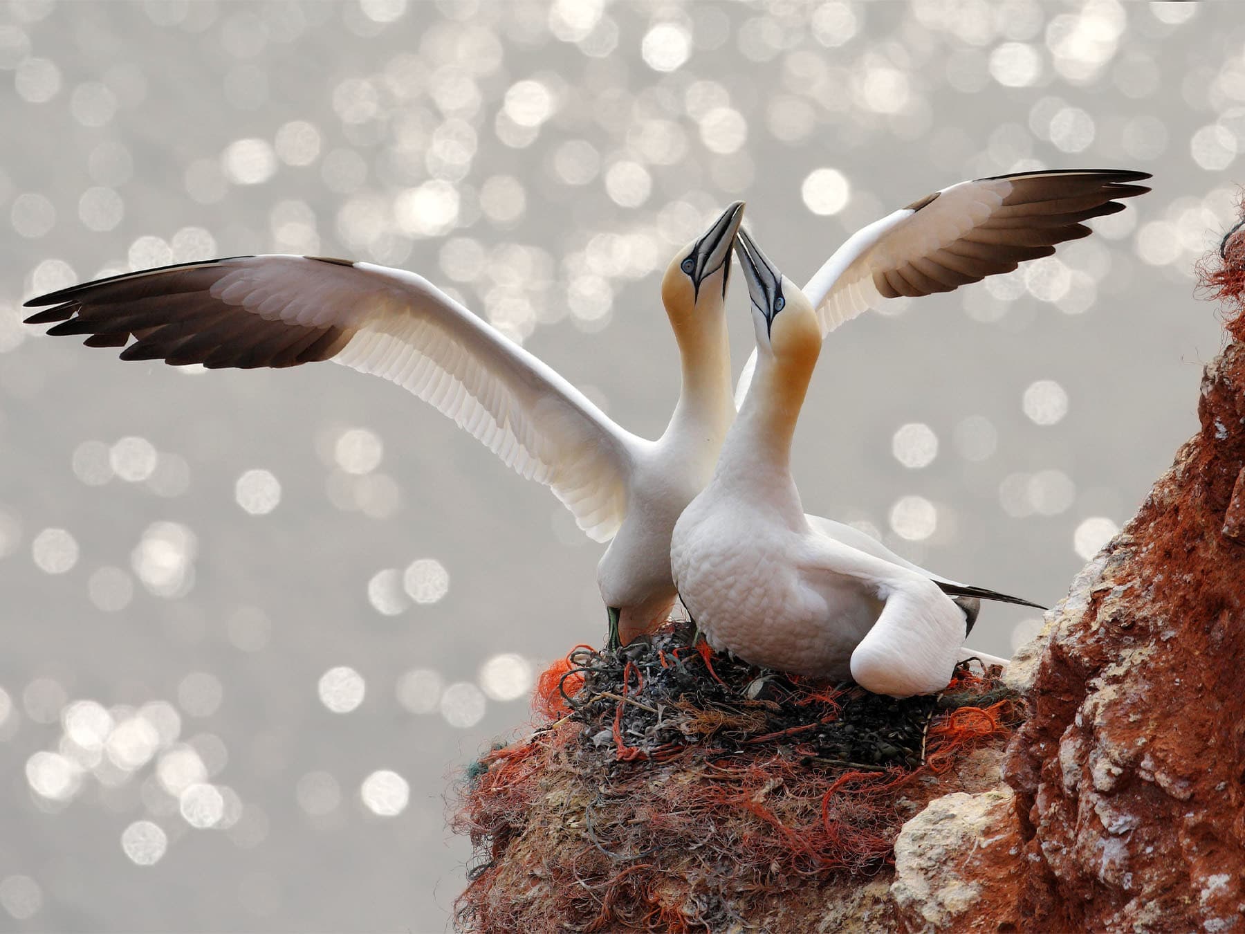 Gannets pair at nest
