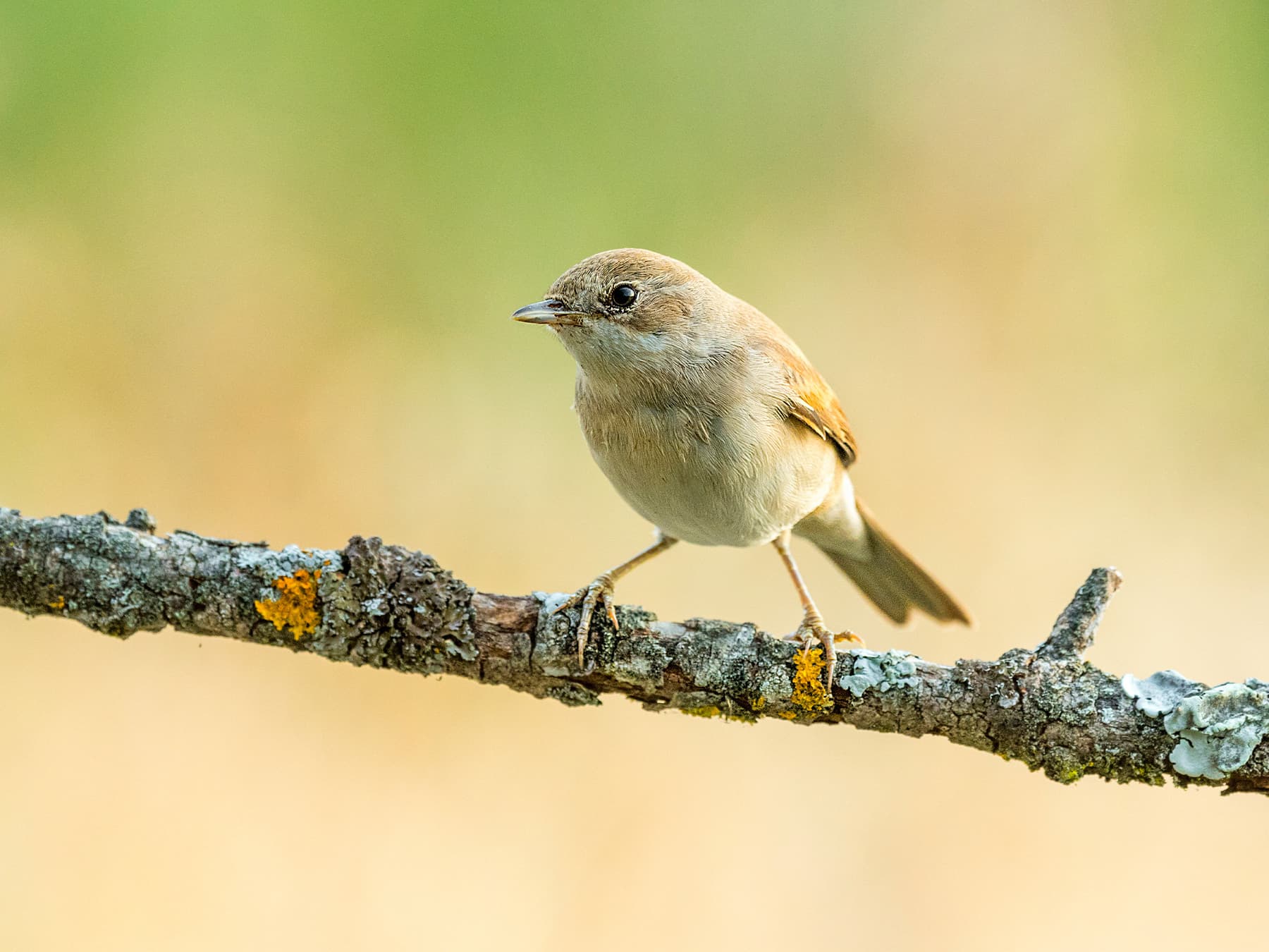 Garden Warbler perching on a branch