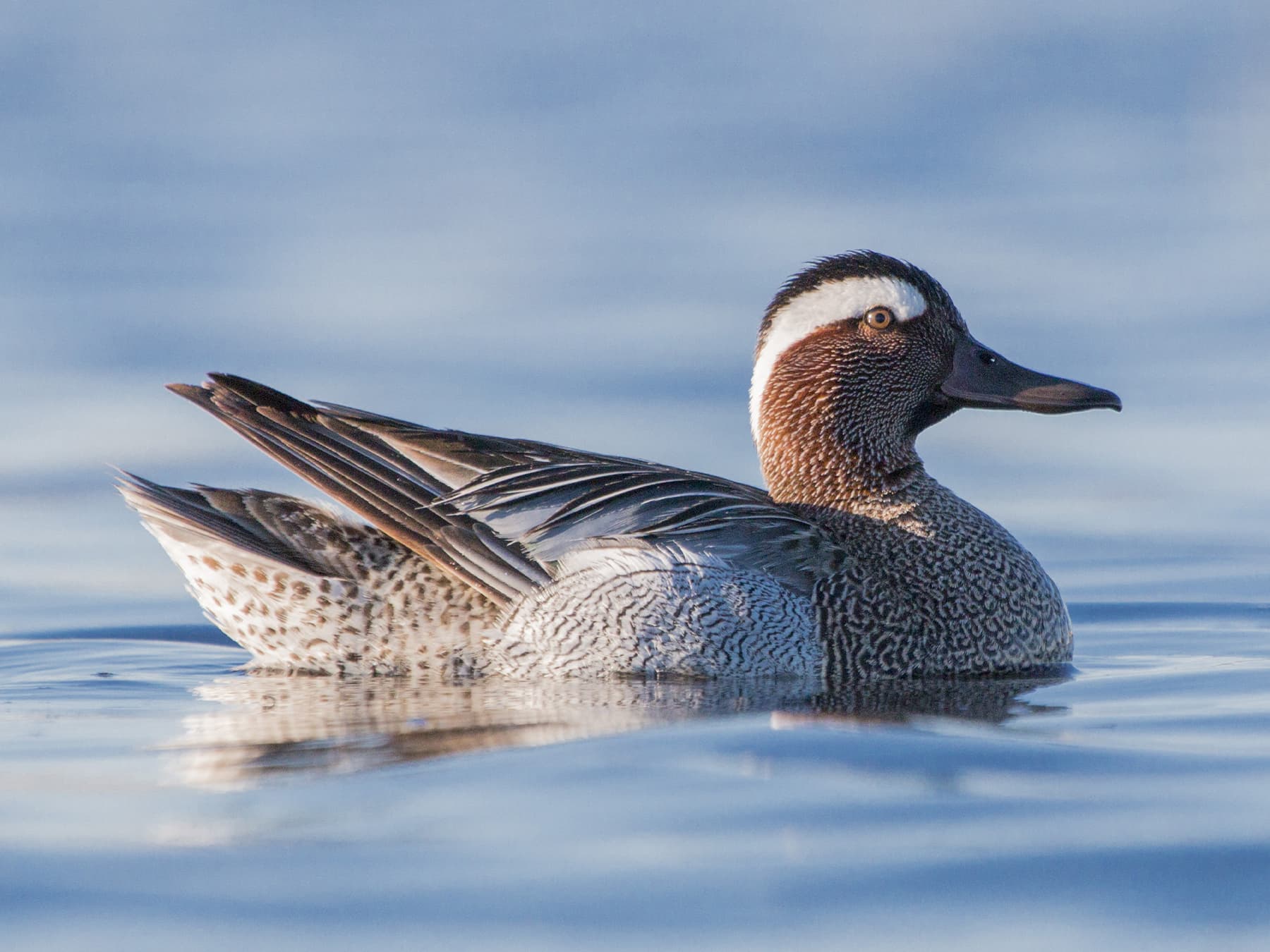 Male Garganey