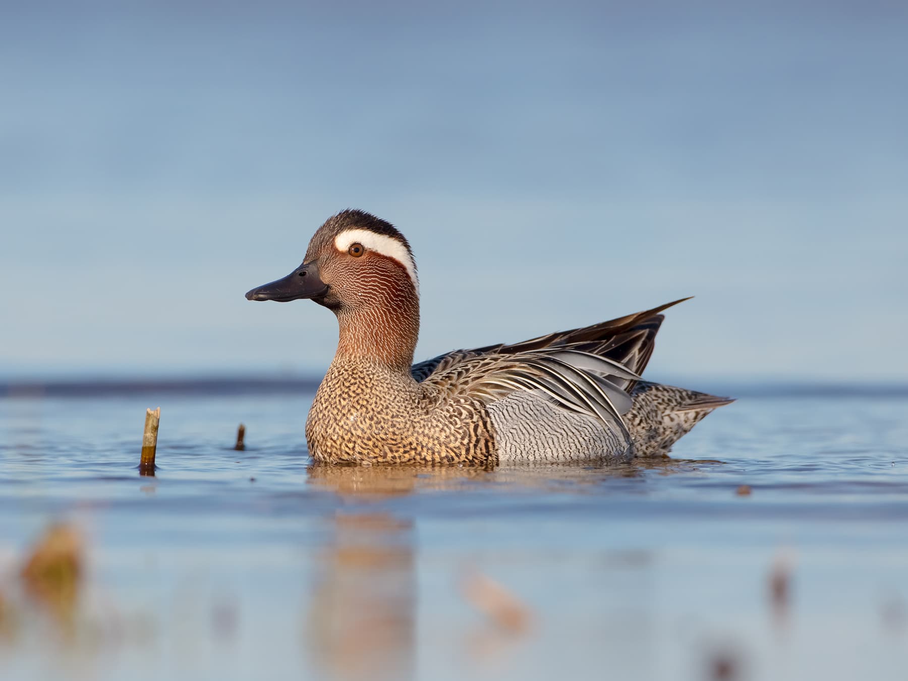 Garganey