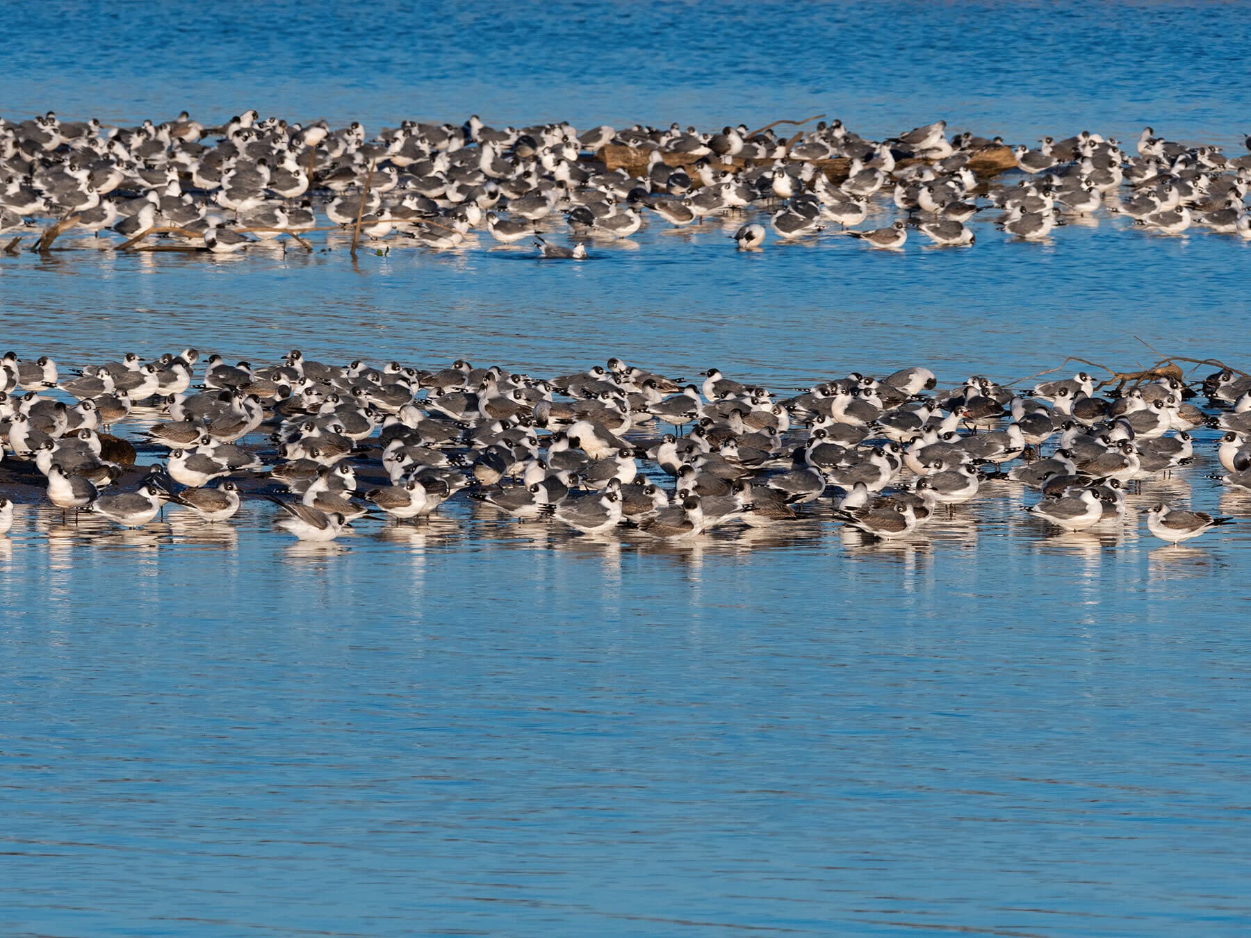Gathering of laughing gulls