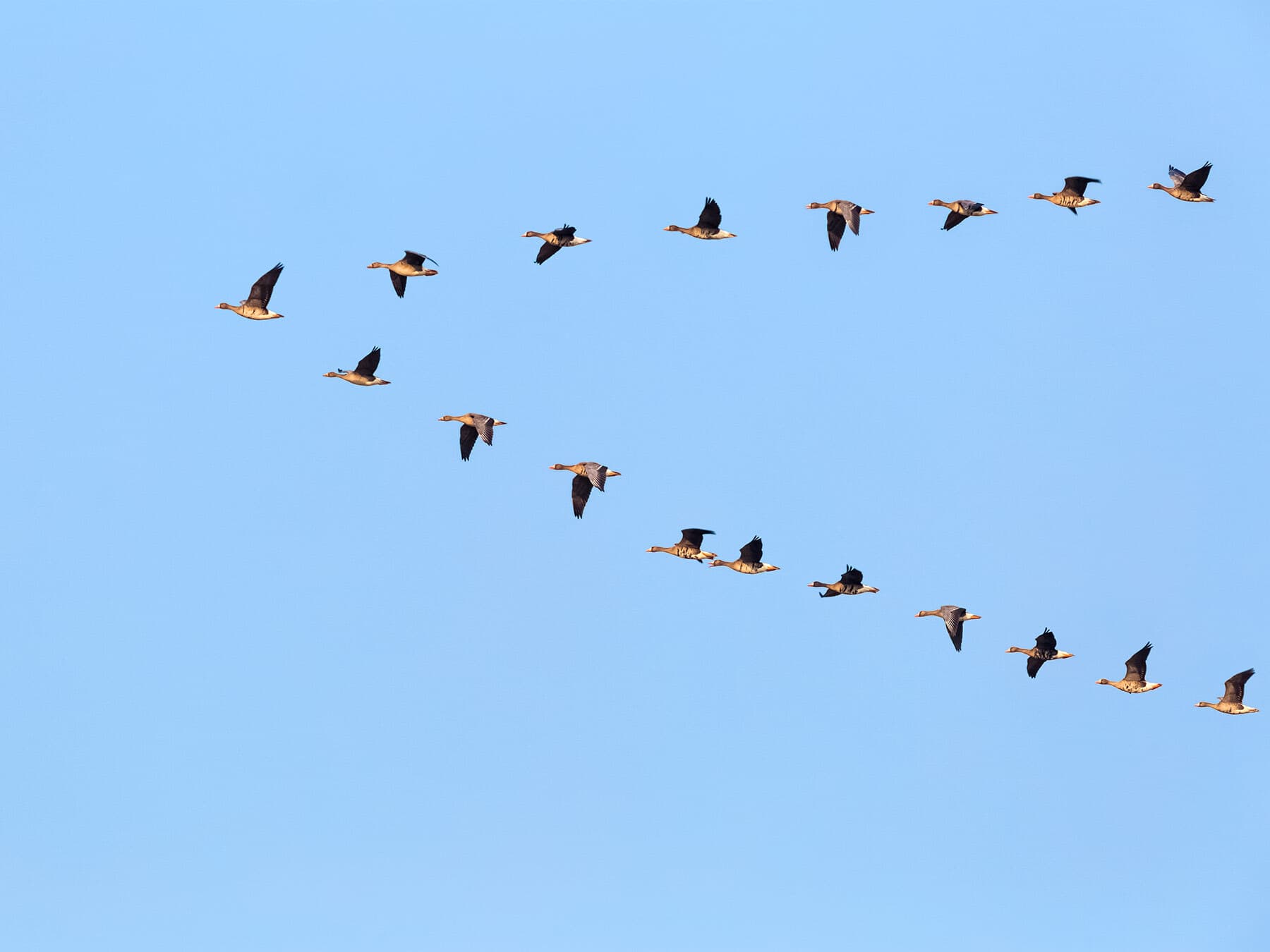 Geese flying in a wedge