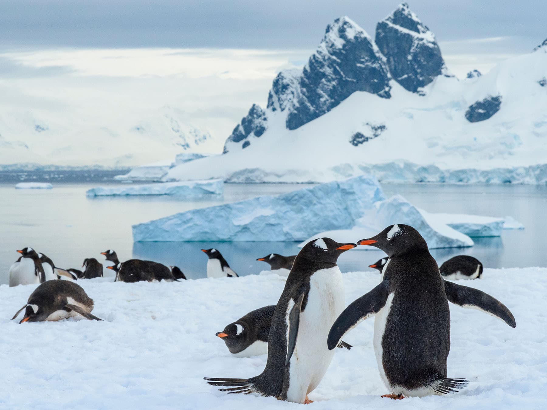 Gentoo penguin courtship
