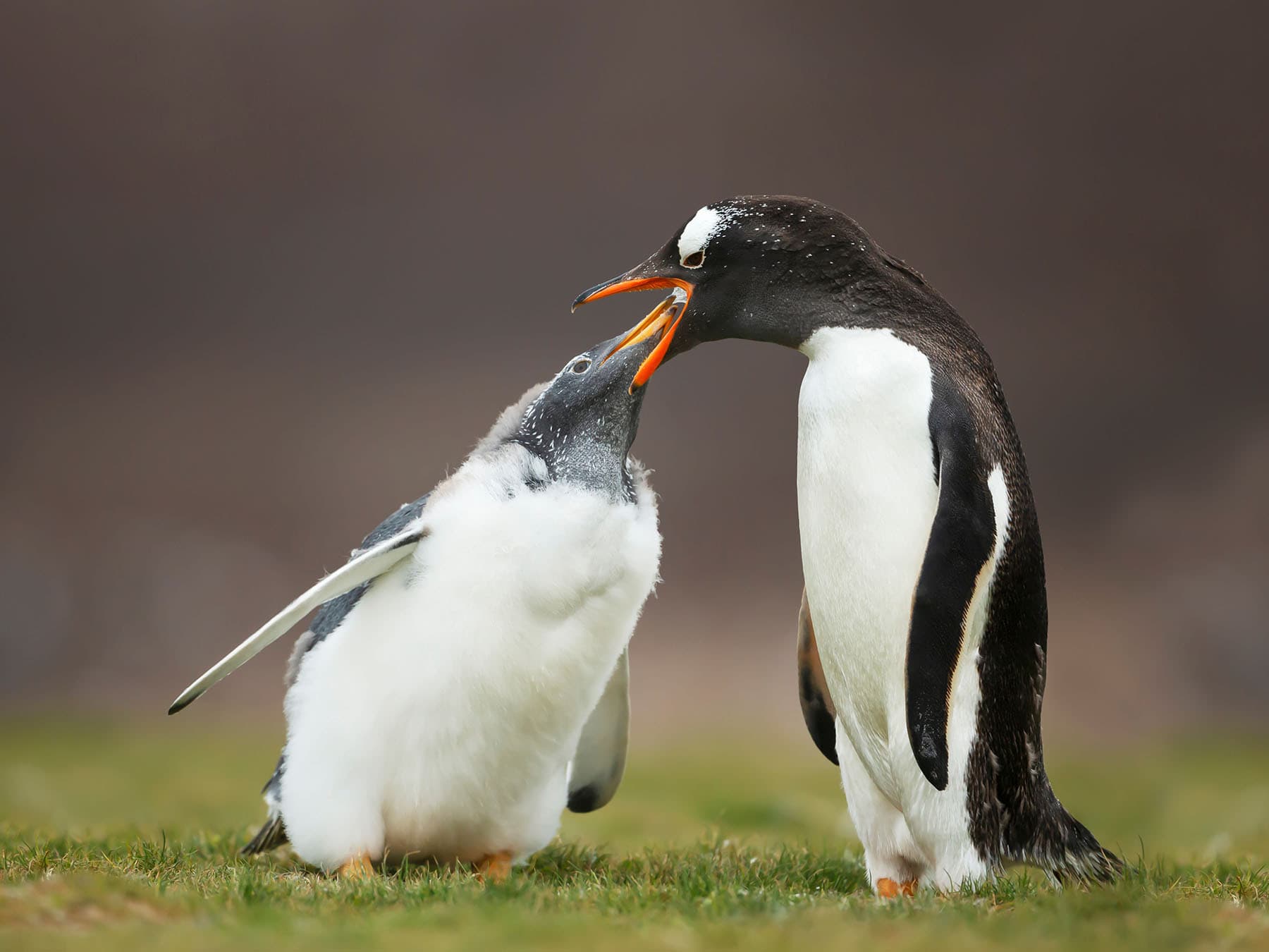 Gentoo penguin feeding chick