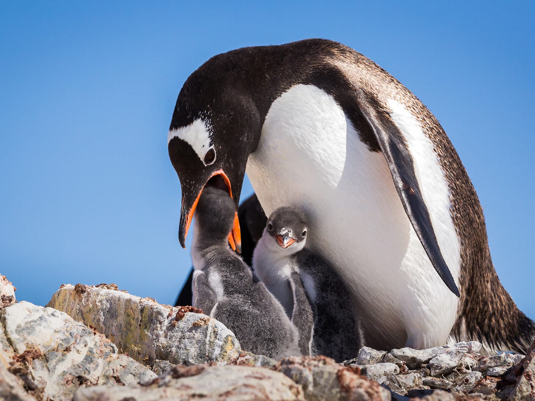 Gentoo penguin feeding chicks