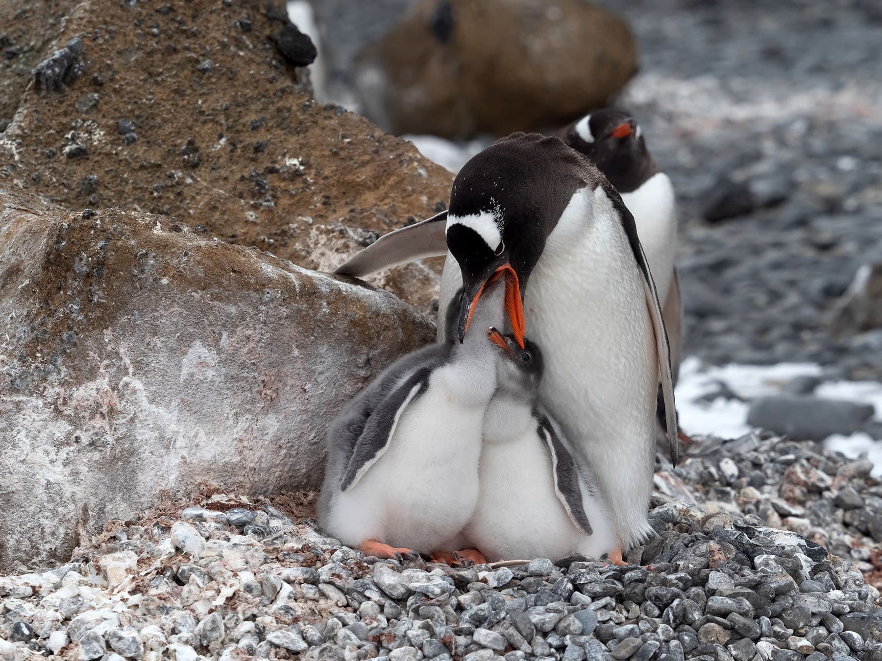 Gentoo penguin feeding young