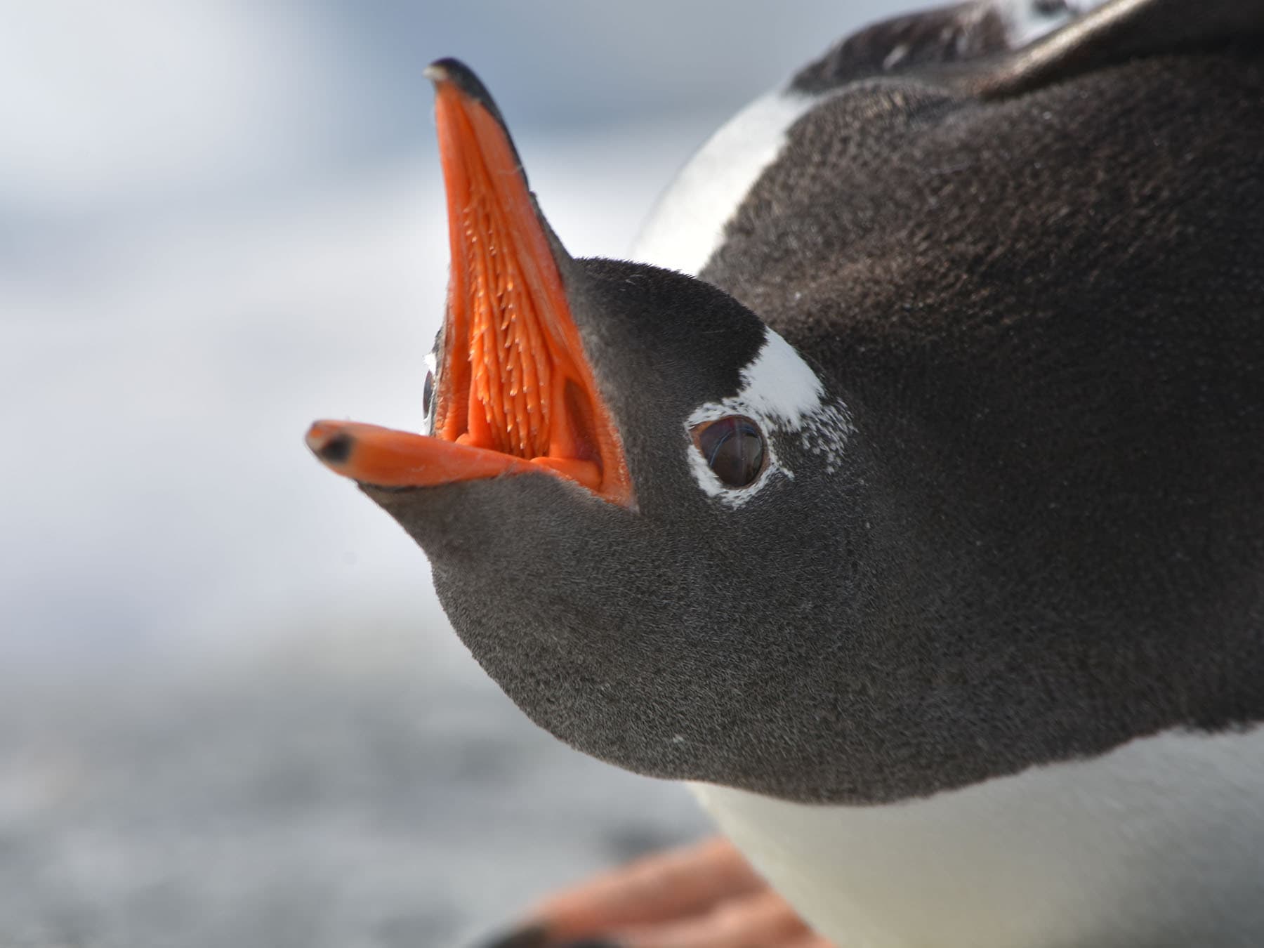 Gentoo penguin open mouth