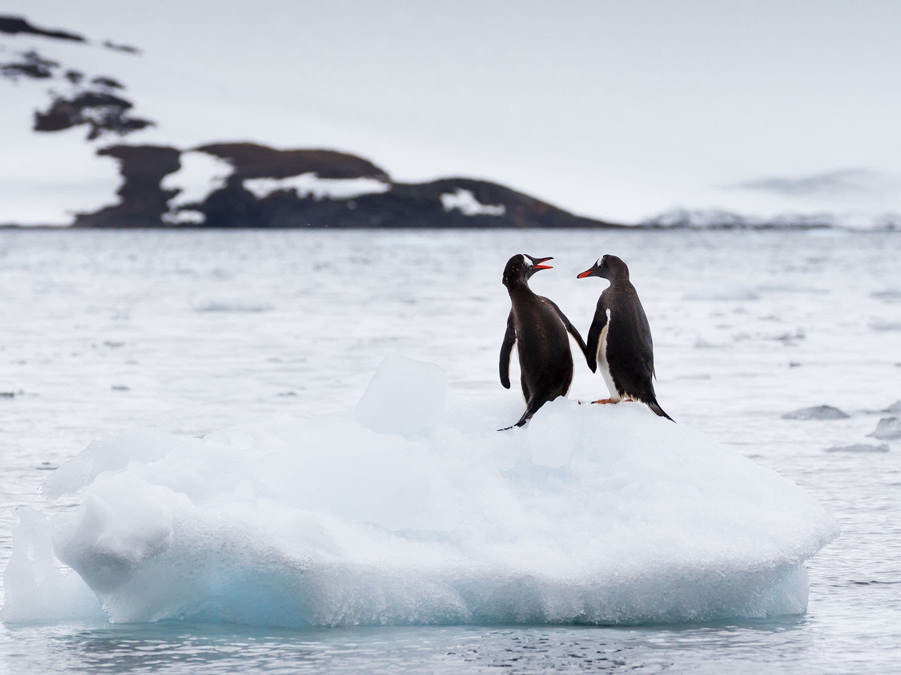 Gentoo penguin pair