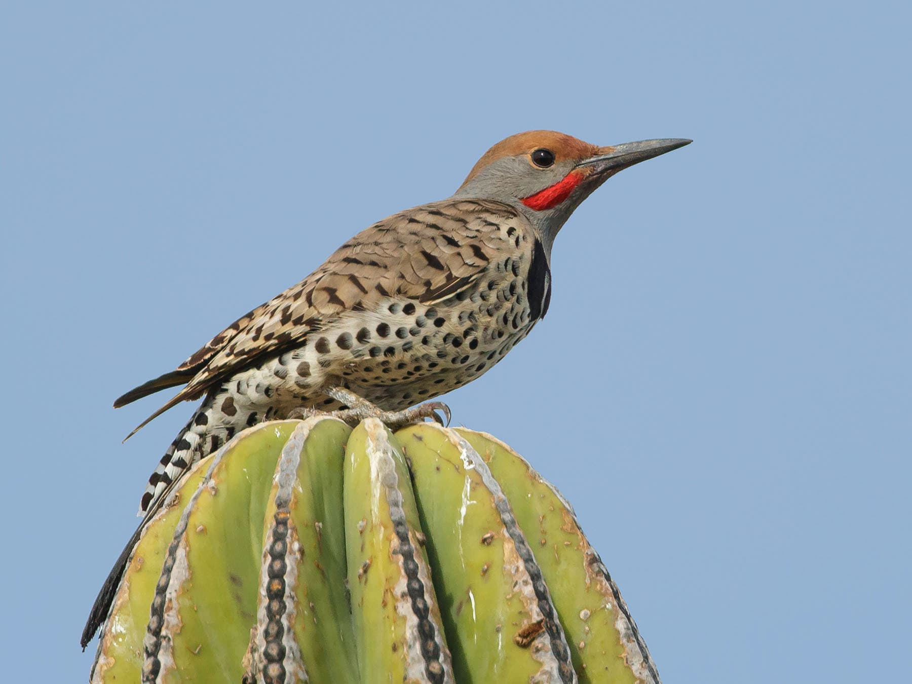Gila woodpecker on cactus